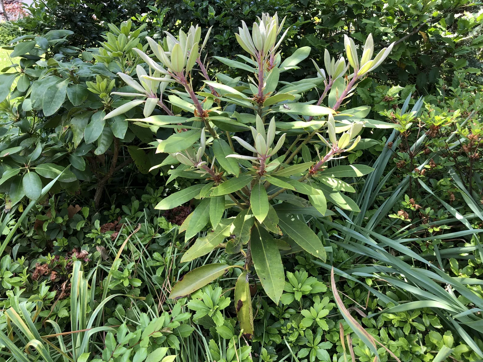 Rosebay Rhododendron (Rhododendron Maximum) — demonstrating impressive resilience in cooler climates; this majestic plant can attain impressive heights ranging