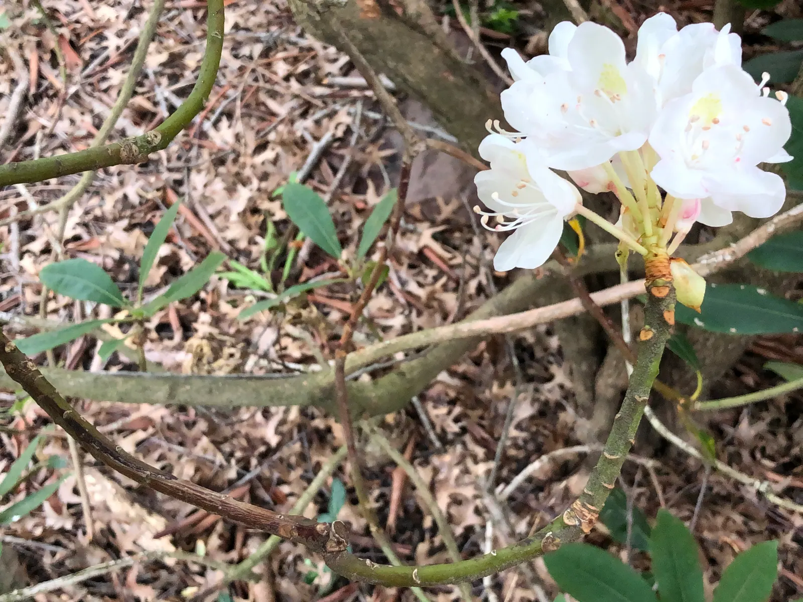 Rosebay Rhododendron (Rhododendron Maximum) — Admired for its large clusters of white to pale pink blooms in late spring to early summer; ideal for, image 59