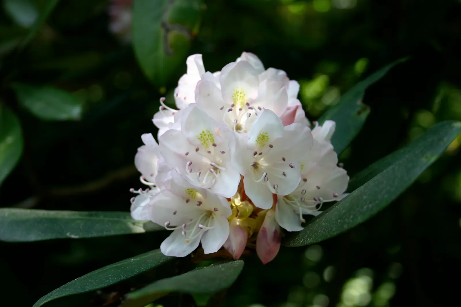 Rosebay Rhododendron (Rhododendron Maximum) — with some specimens stretching up to 30 feet under optimal conditions; acidic soil with a pH range of, image 94