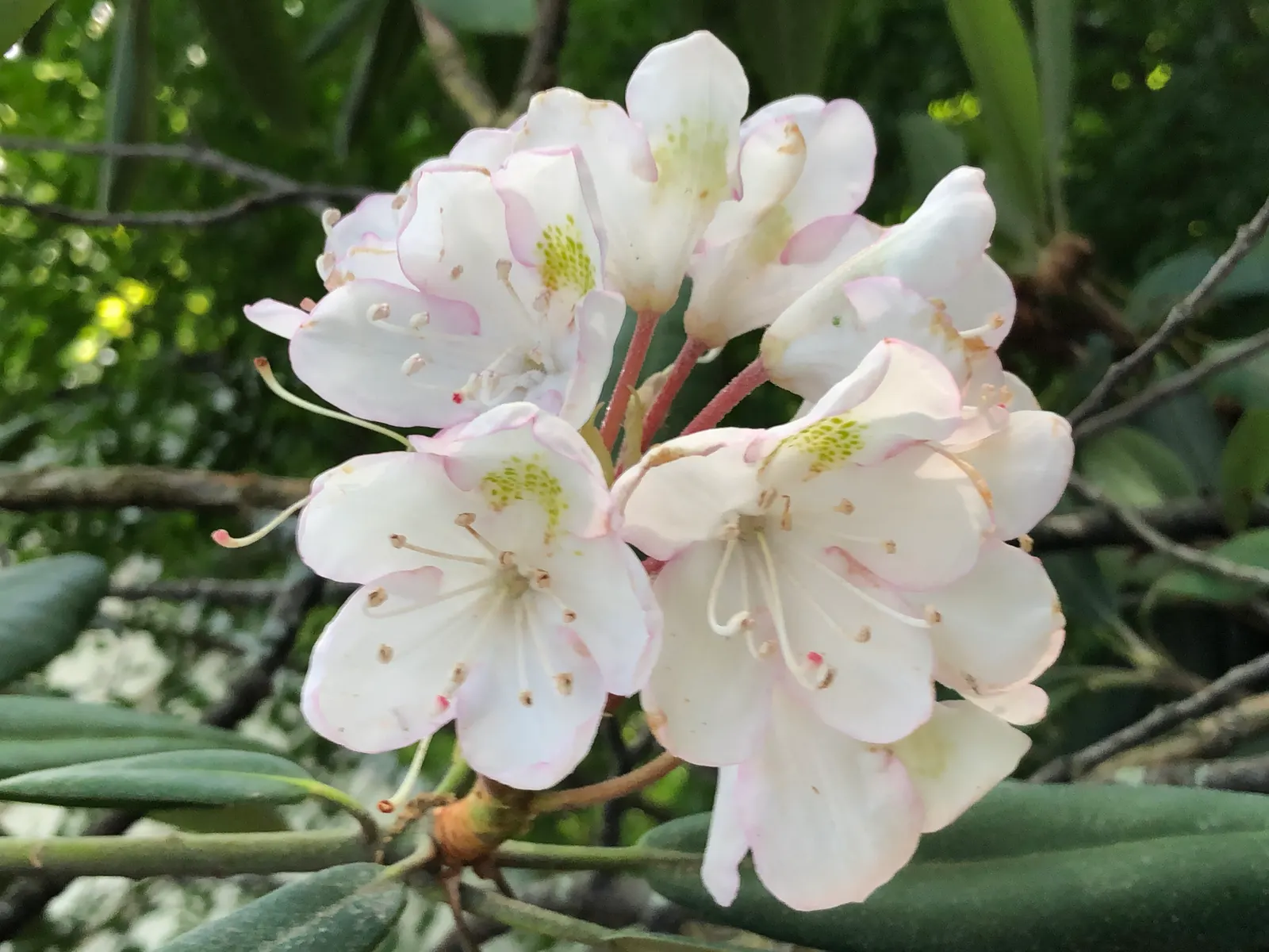 Rosebay Rhododendron (Rhododendron Maximum) — In the late spring to early summer; admired for its large clusters of white to pale pink blooms in, image 71