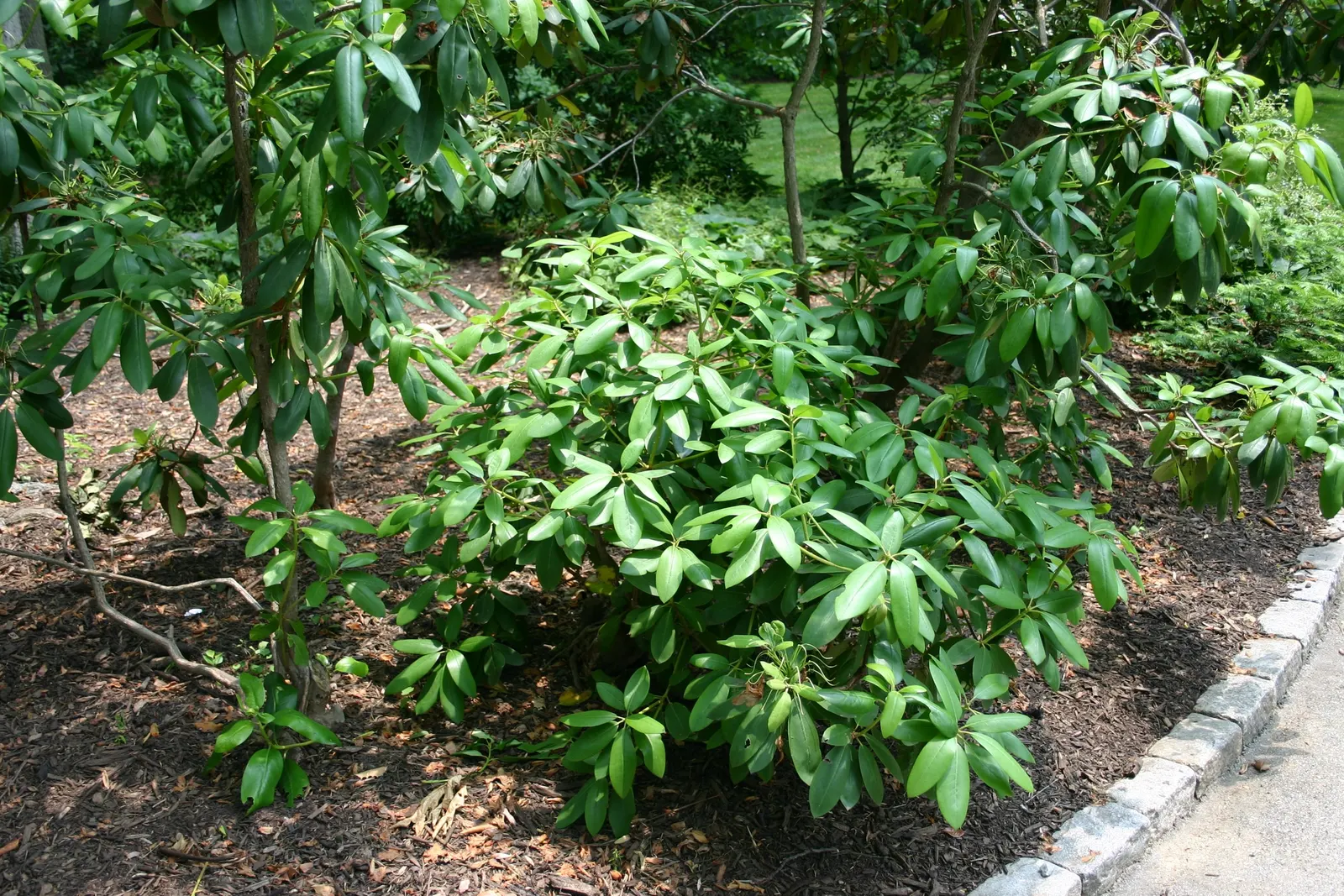 Rosebay Rhododendron (Rhododendron Maximum) — broadleaf evergreen / shrub for half or shade; requiring minimal care beyond enjoying its enduring, image 87