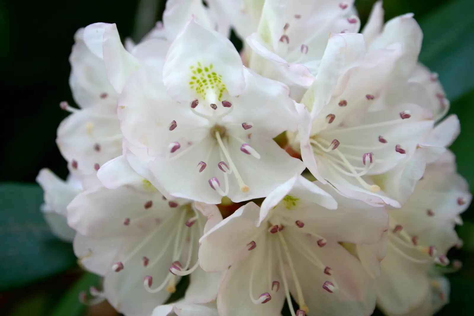 Rosebay Rhododendron (Rhododendron Maximum) — or as an effective privacy screen; be sure to provide adequate water, image 99