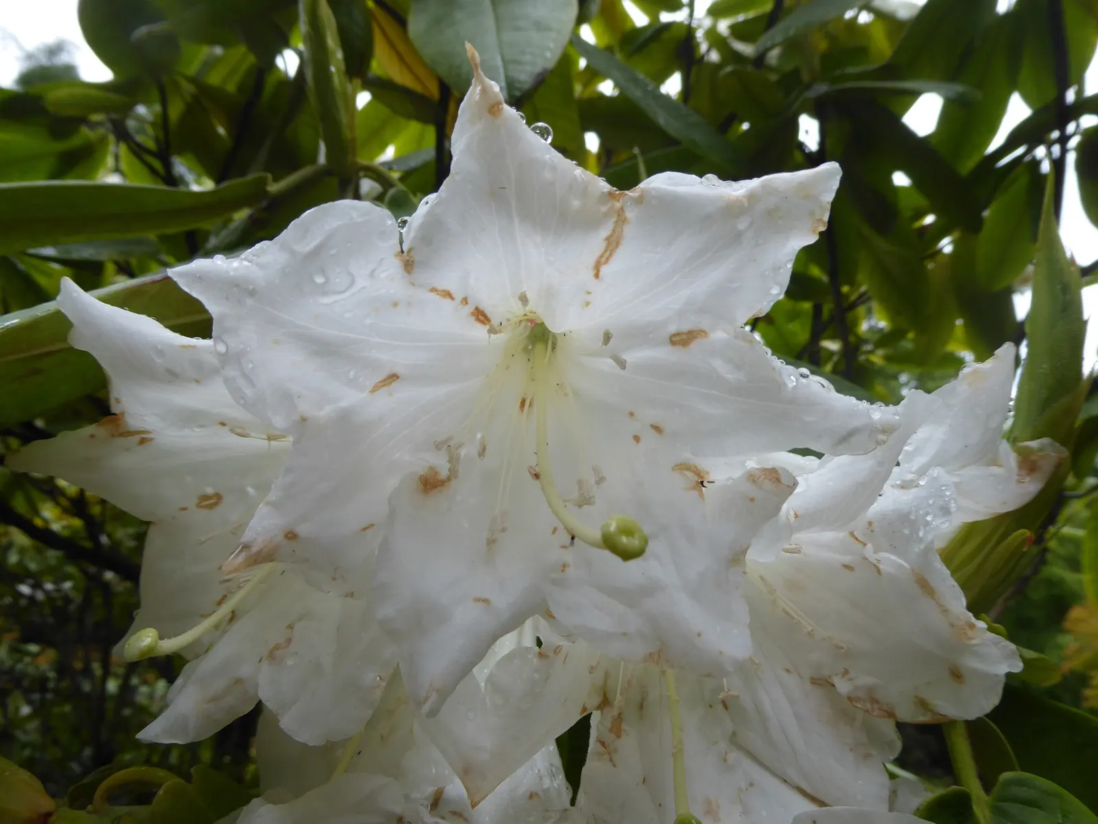 Rosebay Rhododendron (Rhododendron Maximum) — making it well-suited as a specimen plant; this Rhododendron requires ample space for growth, image 68
