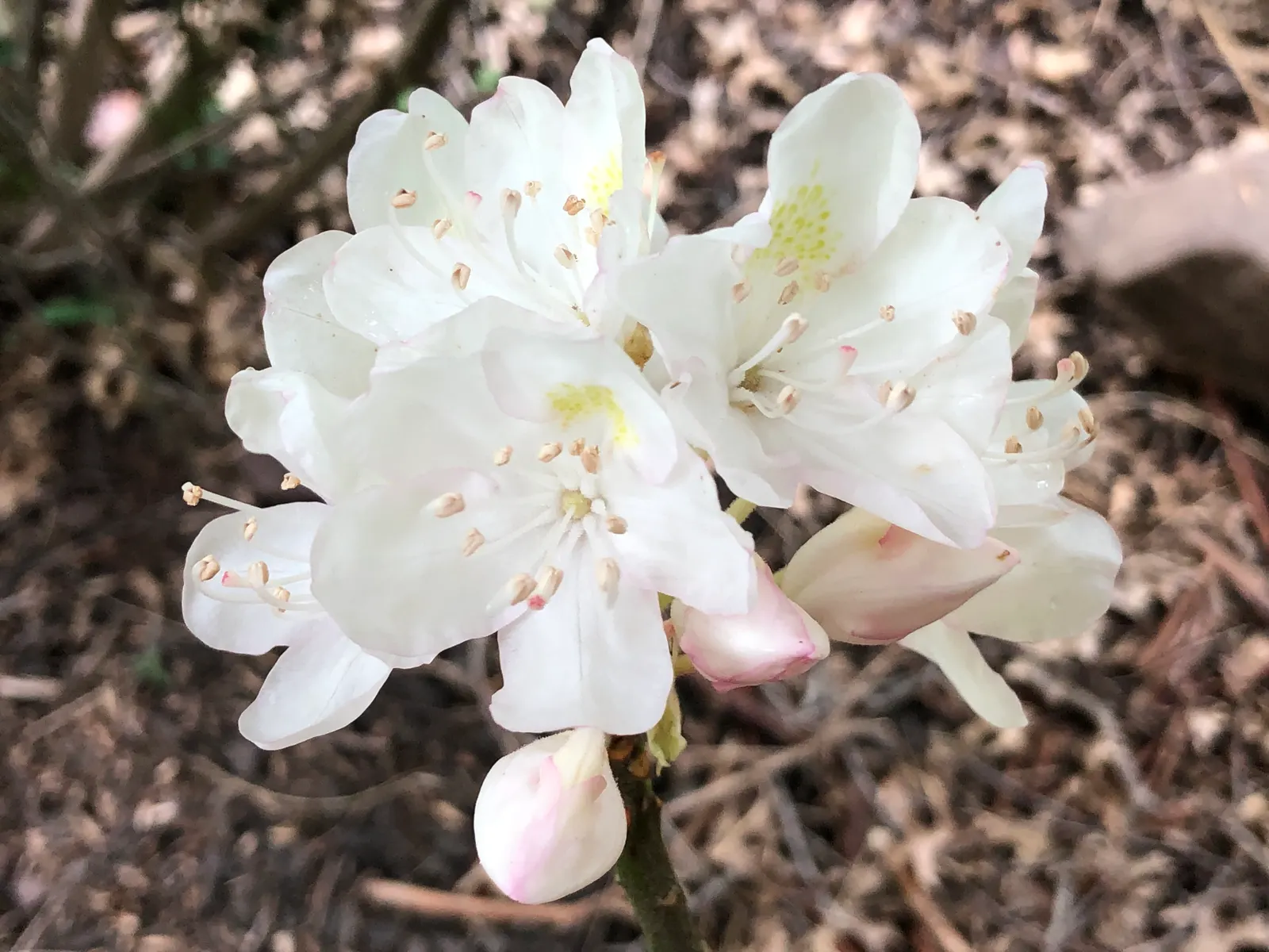 Rosebay Rhododendron (Rhododendron Maximum) — requiring minimal care beyond enjoying its enduring beauty; scientifically named Rhododendron maximum, image 84