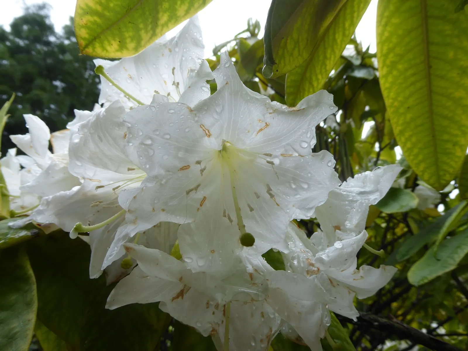 Rosebay Rhododendron (Rhododendron Maximum) — especially in the heat of summer; the Rosebay Rhododendron produces clusters of bell-shaped flowers, image 77