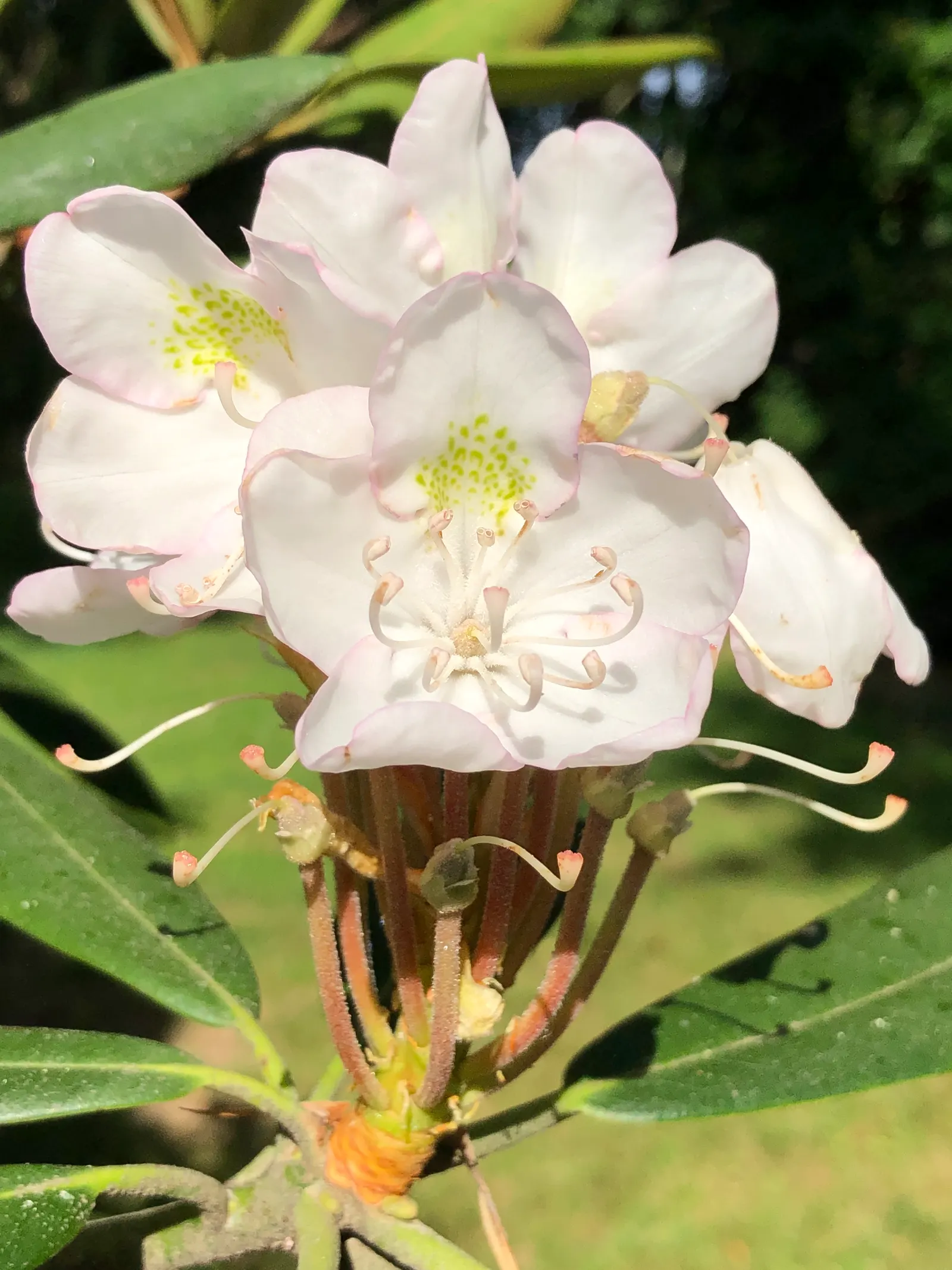 Rosebay Rhododendron (Rhododendron Maximum) — acidic soil with a pH range of 4.5 to 6.0; broadleaf evergreen / shrub for half or shade, image 104