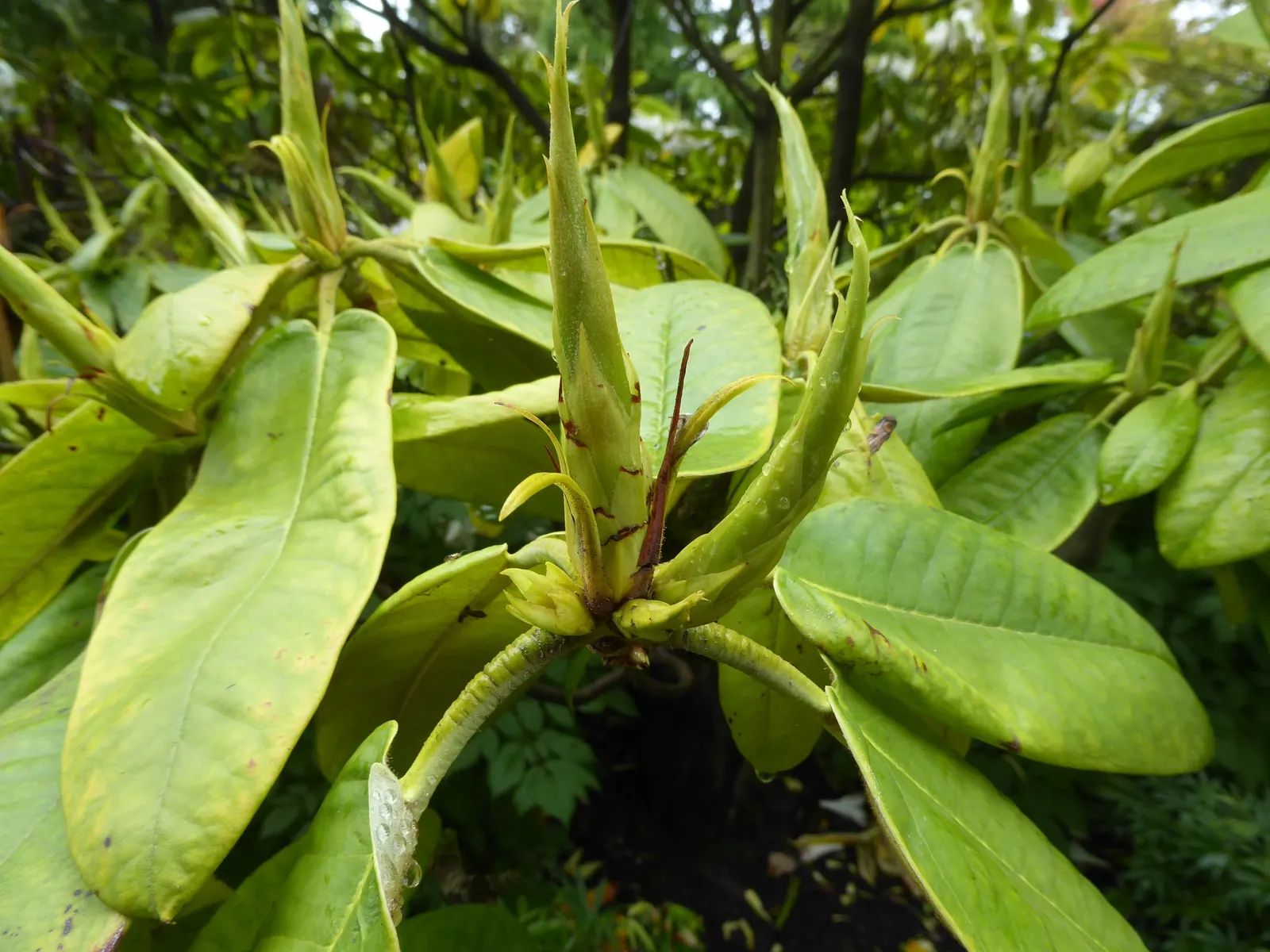 Rosebay Rhododendron (Rhododendron Maximum) — particularly in the initial stages post-planting to encourage establishment; after which; with cold hardiness