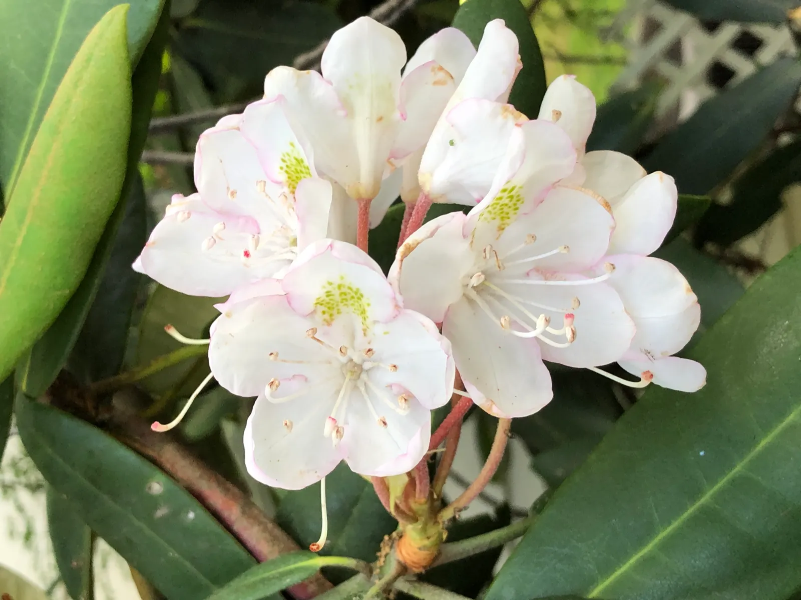 Rosebay Rhododendron (Rhododendron Maximum) — with some specimens stretching up to 30 feet under optimal conditions; acidic soil with a pH range of 4.5 to 6.0