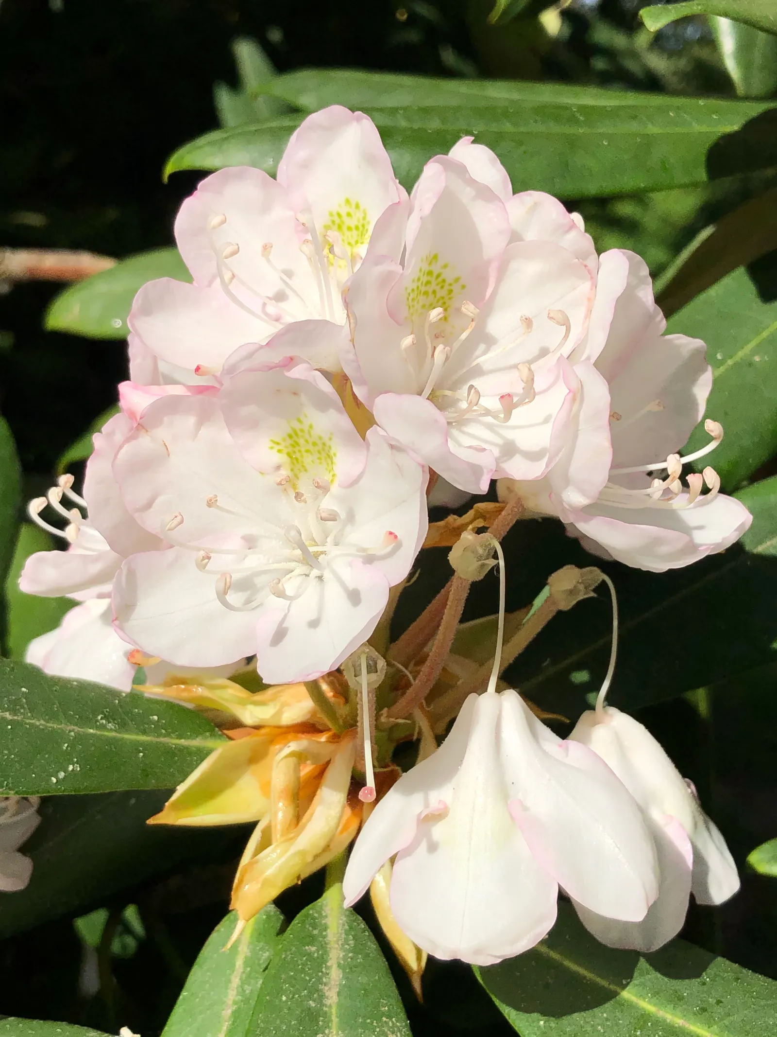 Rosebay Rhododendron (Rhododendron Maximum) — each up to 2 inches across, image 73
