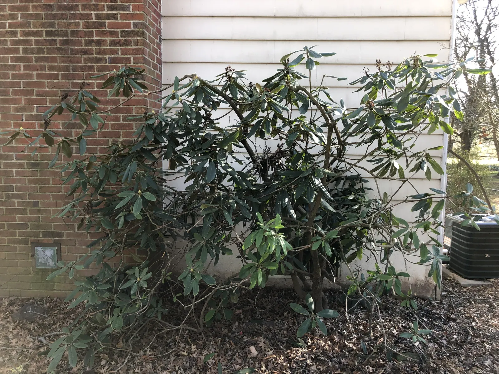 Rosebay Rhododendron (Rhododendron Maximum) — broadleaf evergreen / shrub with white blooms; especially in the heat of summer, image 86