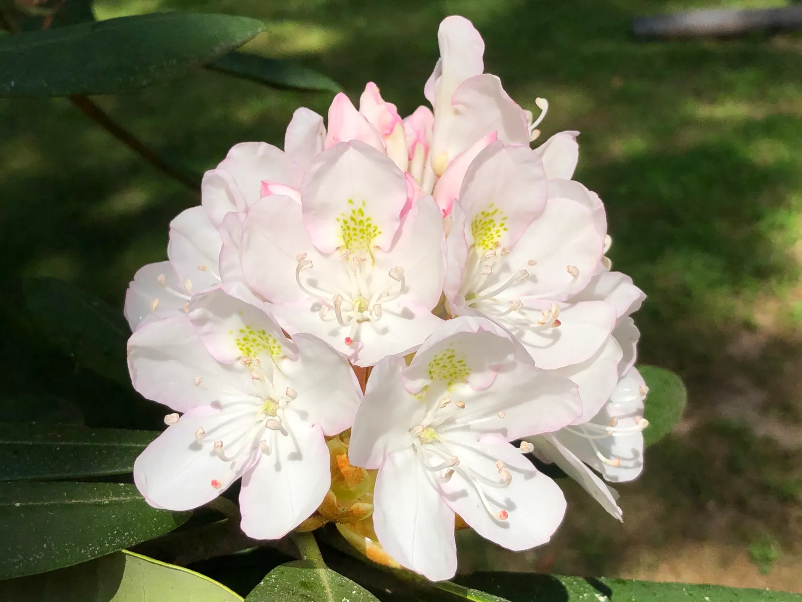 Rosebay Rhododendron (Rhododendron Maximum) — demonstrating impressive resilience in cooler climates