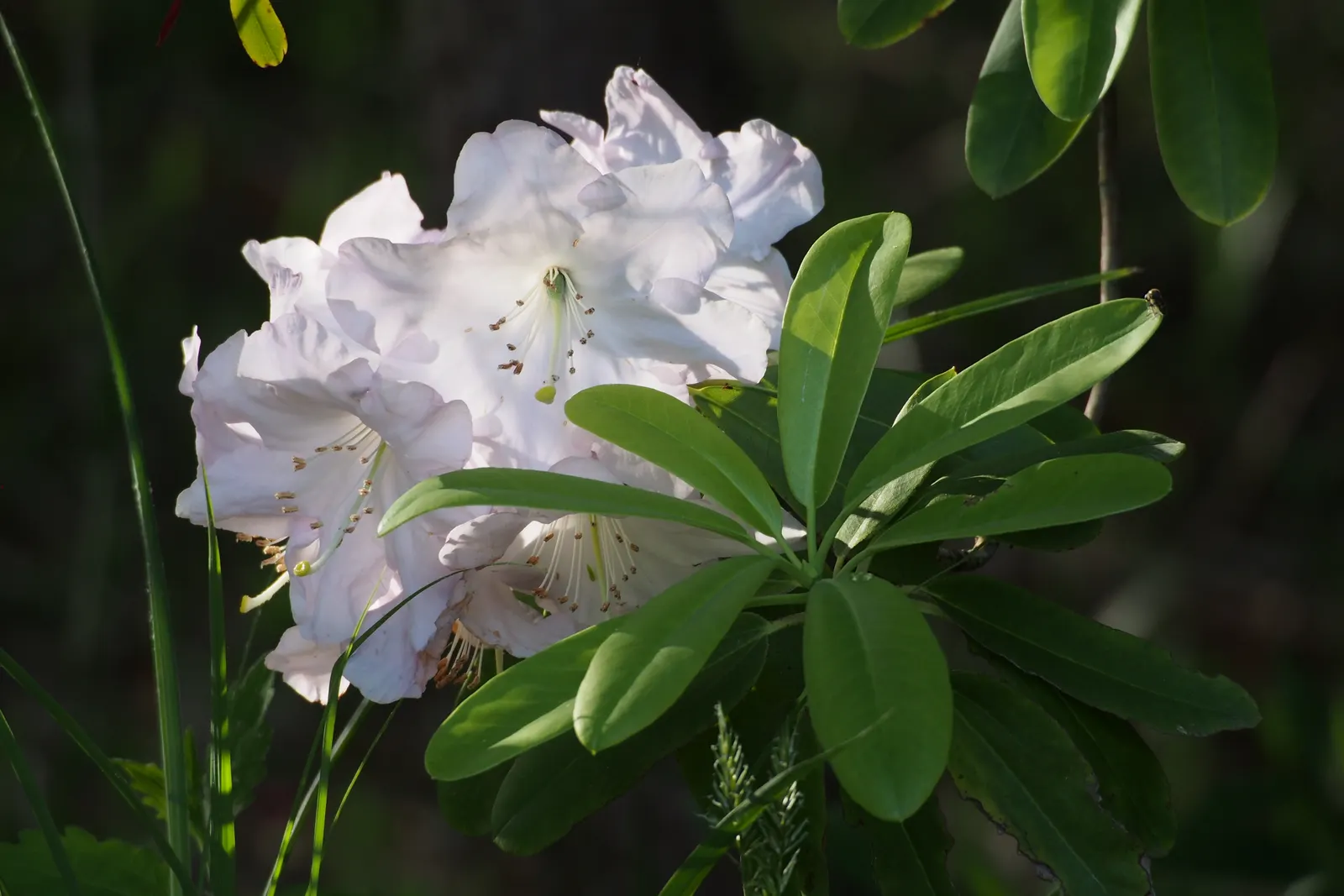 Rosebay Rhododendron (Rhododendron Maximum) — broadleaf evergreen / shrub for half or shade