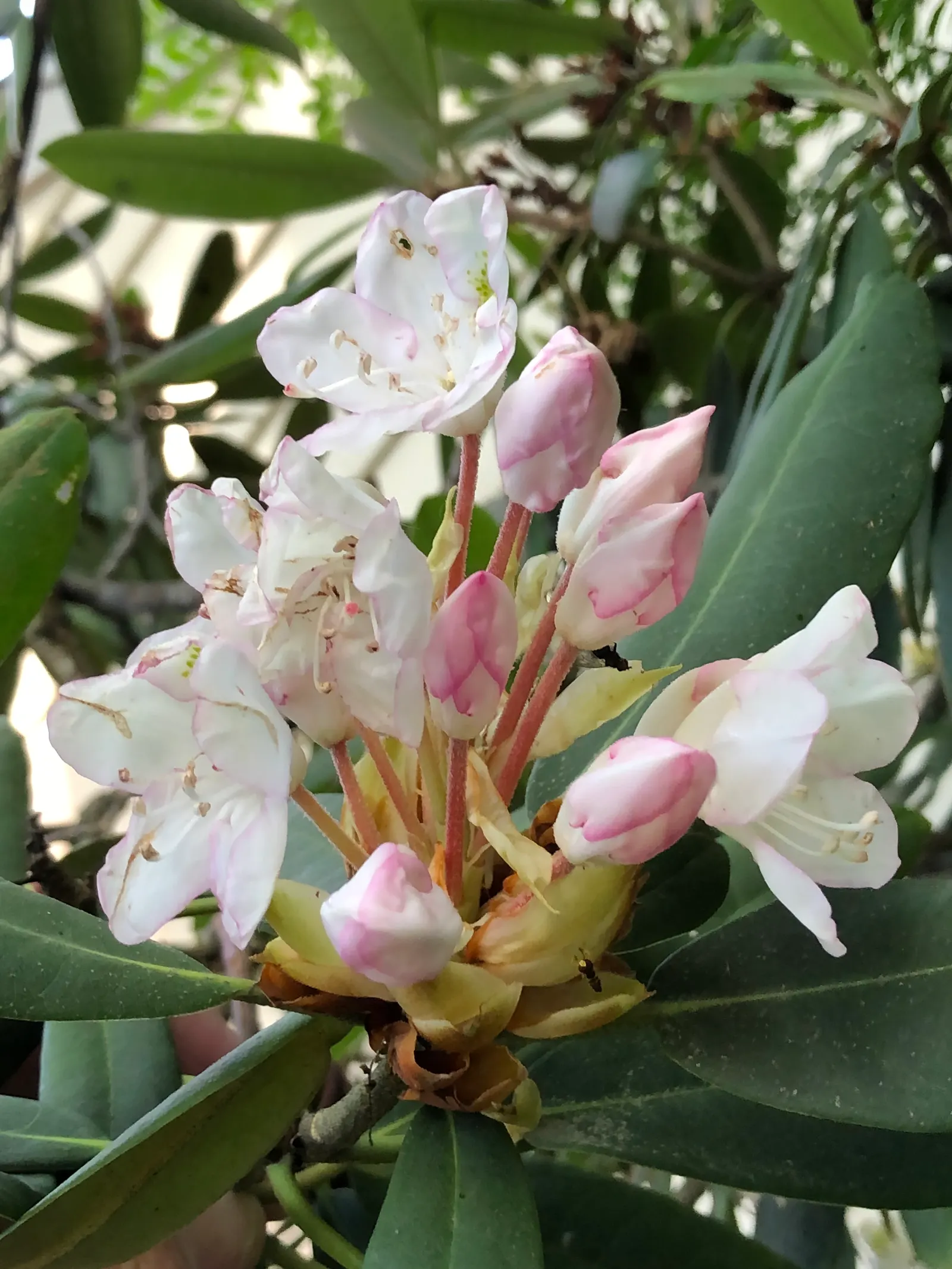 Rosebay Rhododendron (Rhododendron Maximum) — broadleaf evergreen / shrub with white blooms