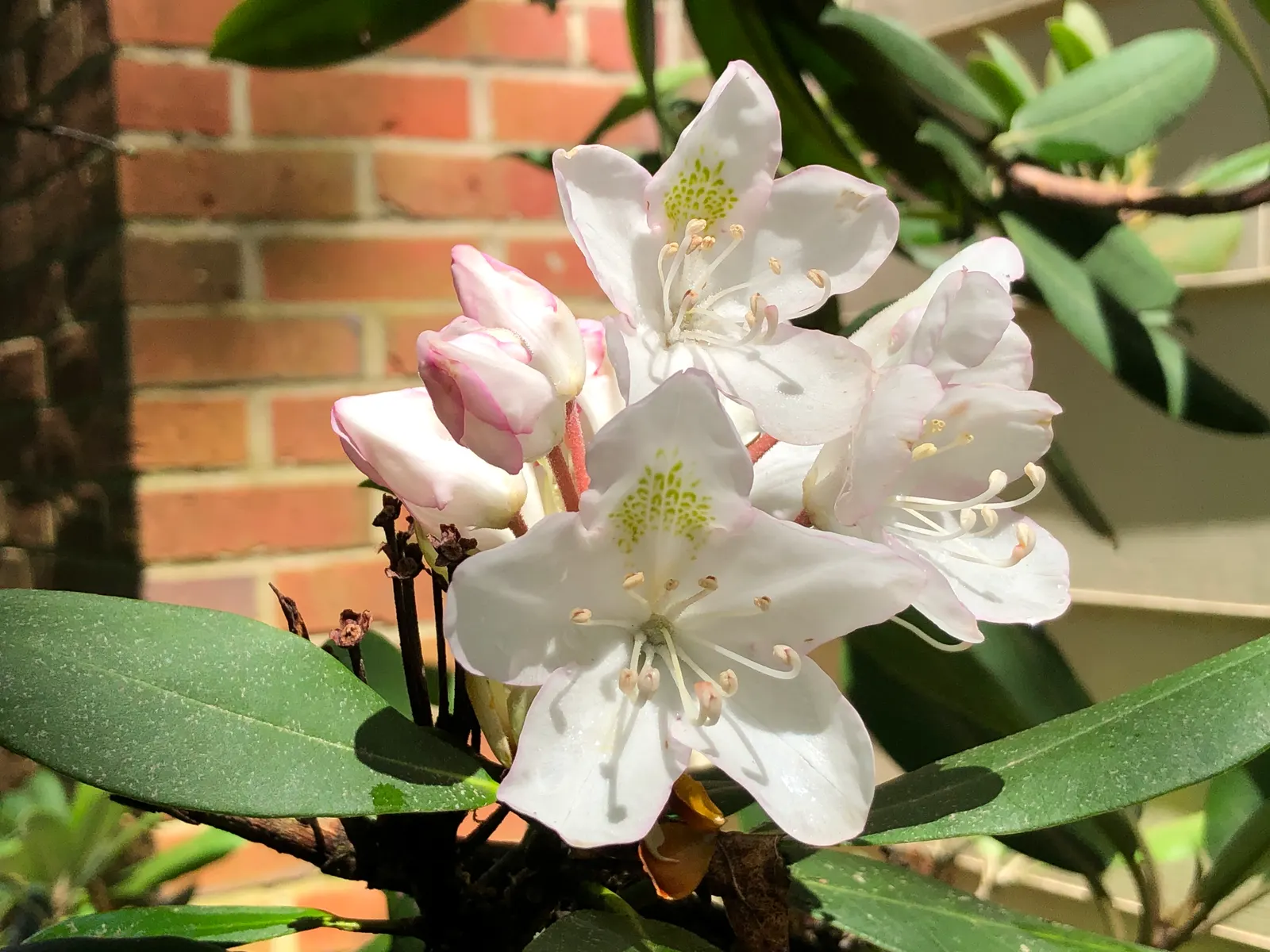 Rosebay Rhododendron (Rhododendron Maximum) — or as an effective privacy screen; be sure to provide adequate water