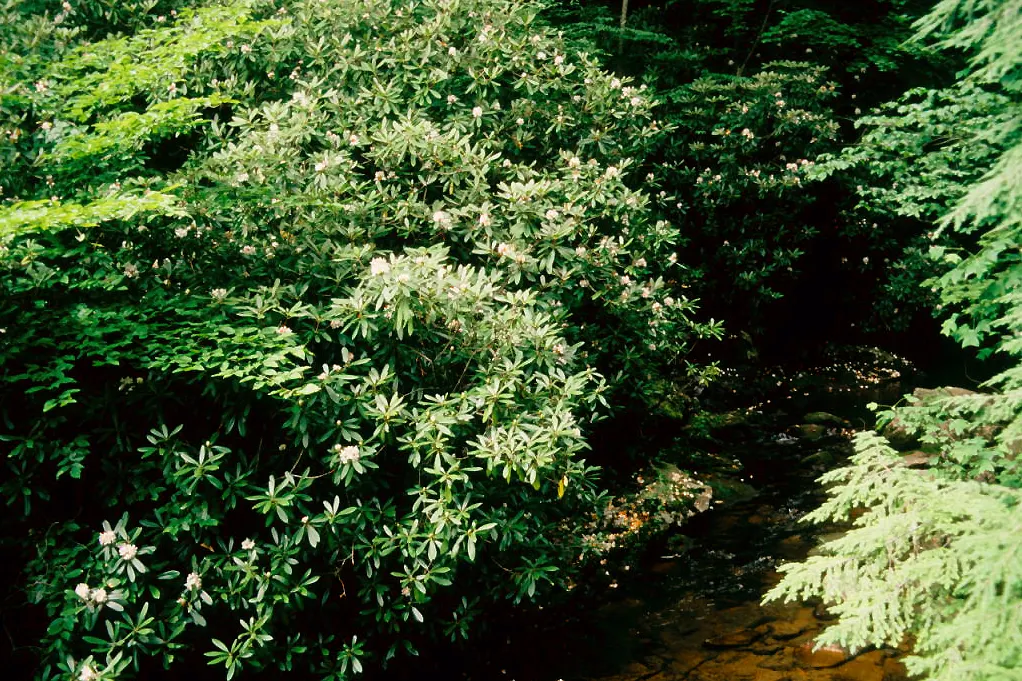 Rosebay Rhododendron (Rhododendron Maximum) — scientifically named Rhododendron maximum; glossy, leathery leaves can reach 4-8 inches long, adding year-round
