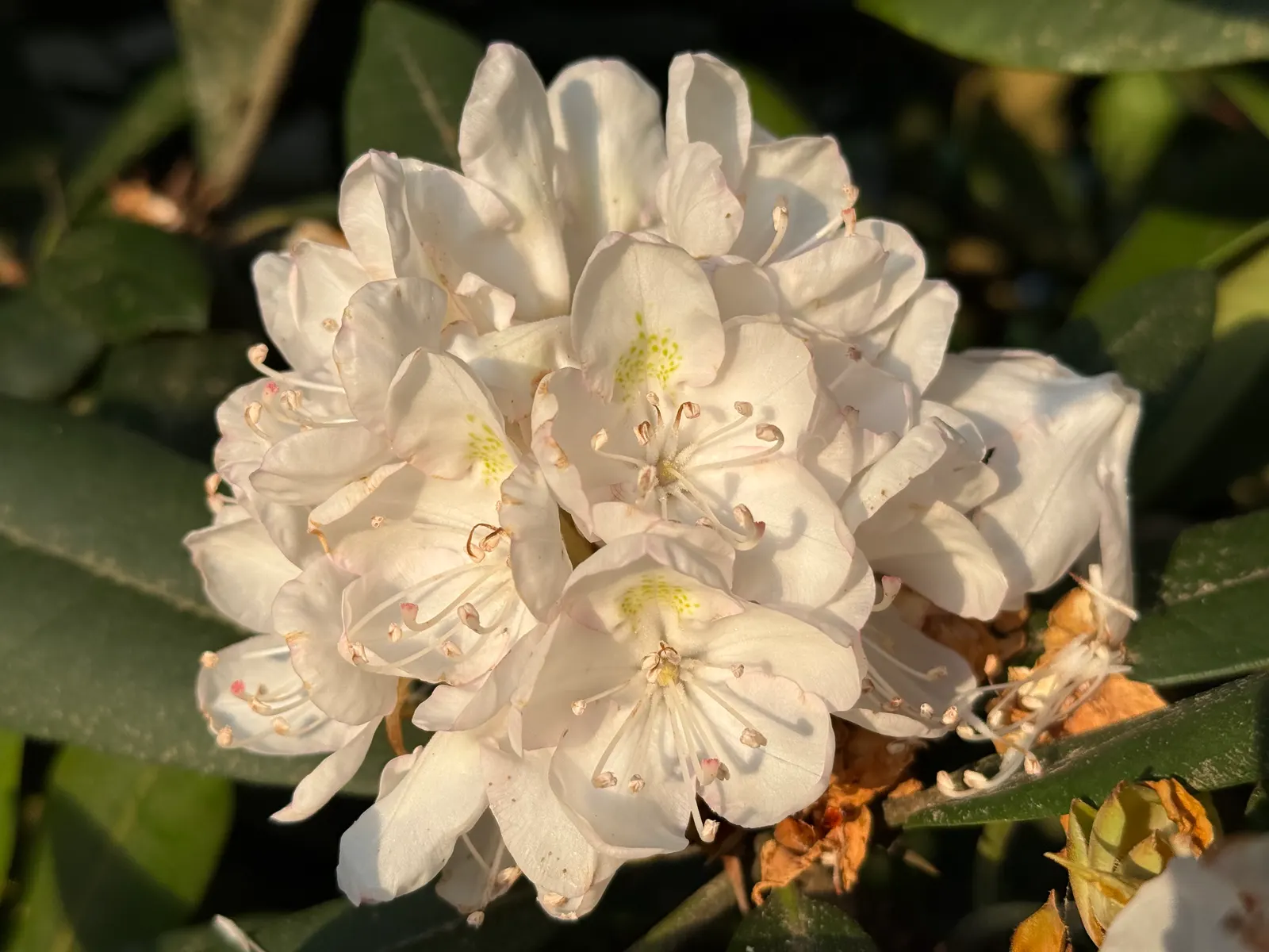 Rosebay Rhododendron (Rhododendron Maximum) — Glossy, leathery leaves can reach 4-8 inches long, adding year-round interest; integrate organic matter into the
