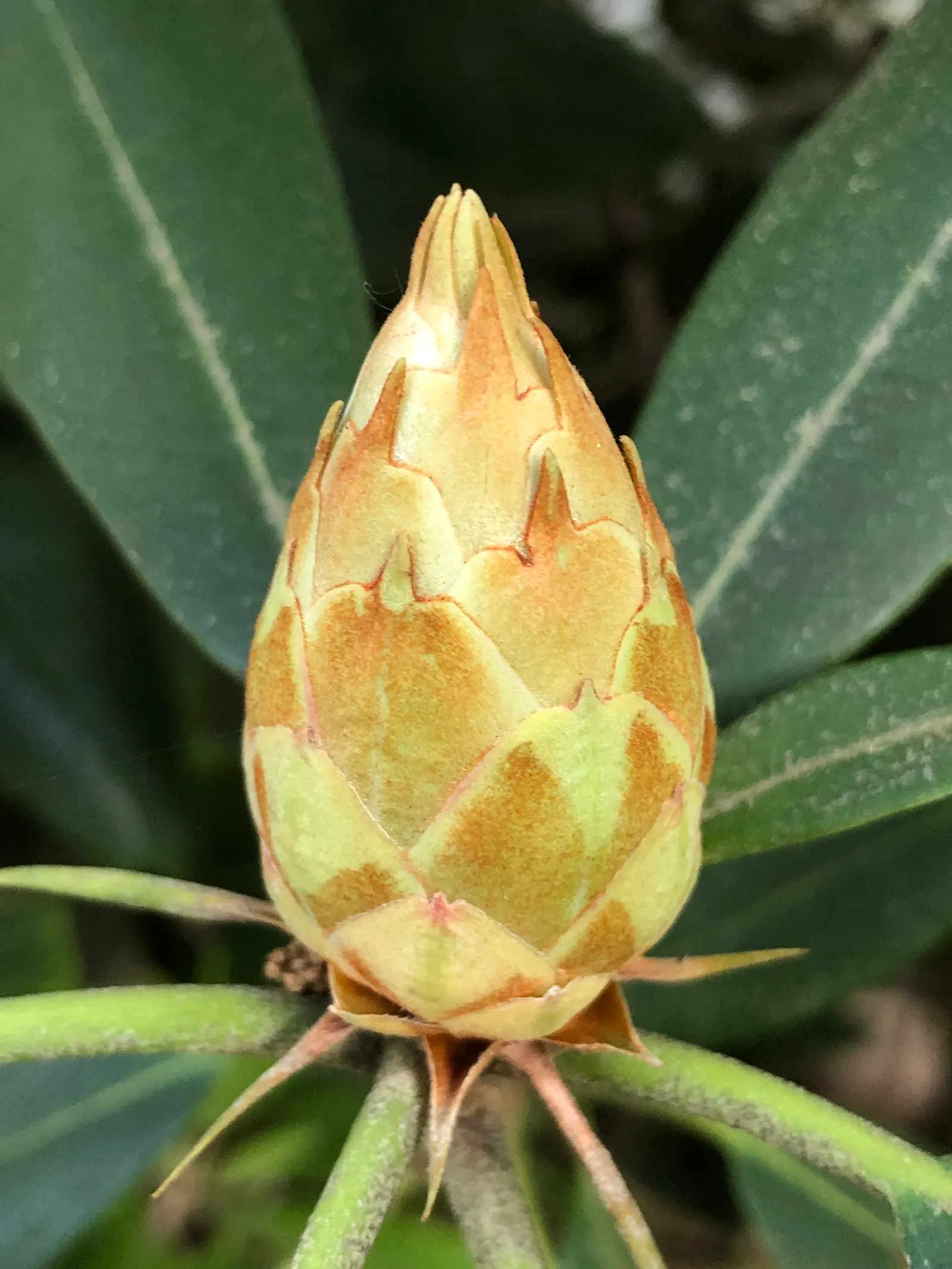 Rosebay Rhododendron (Rhododendron Maximum) — requiring minimal care beyond enjoying its enduring beauty; scientifically named Rhododendron maximum