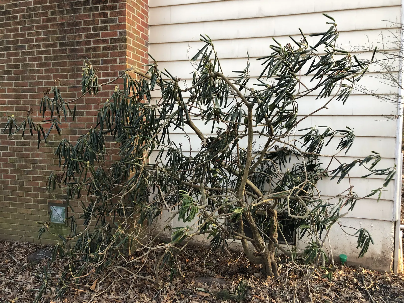 Rosebay Rhododendron (Rhododendron Maximum) — acidic soil with a pH range of 4.5 to 6.0