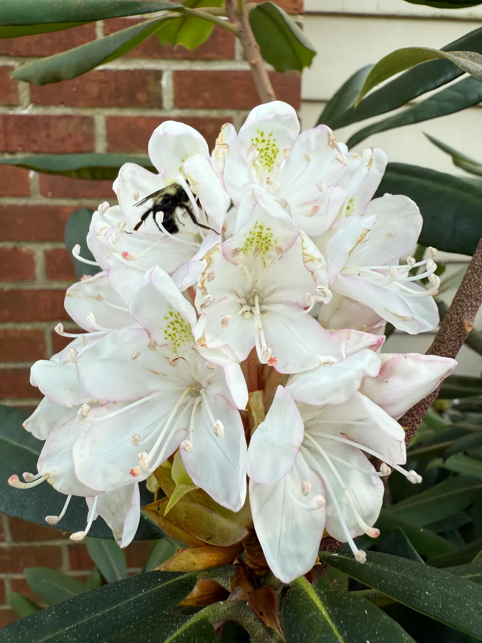 Rosebay Rhododendron (Rhododendron Maximum) — the Rosebay Rhododendron withstands temperatures to -40&deg;F; broadleaf evergreen / shrub with white, image 79