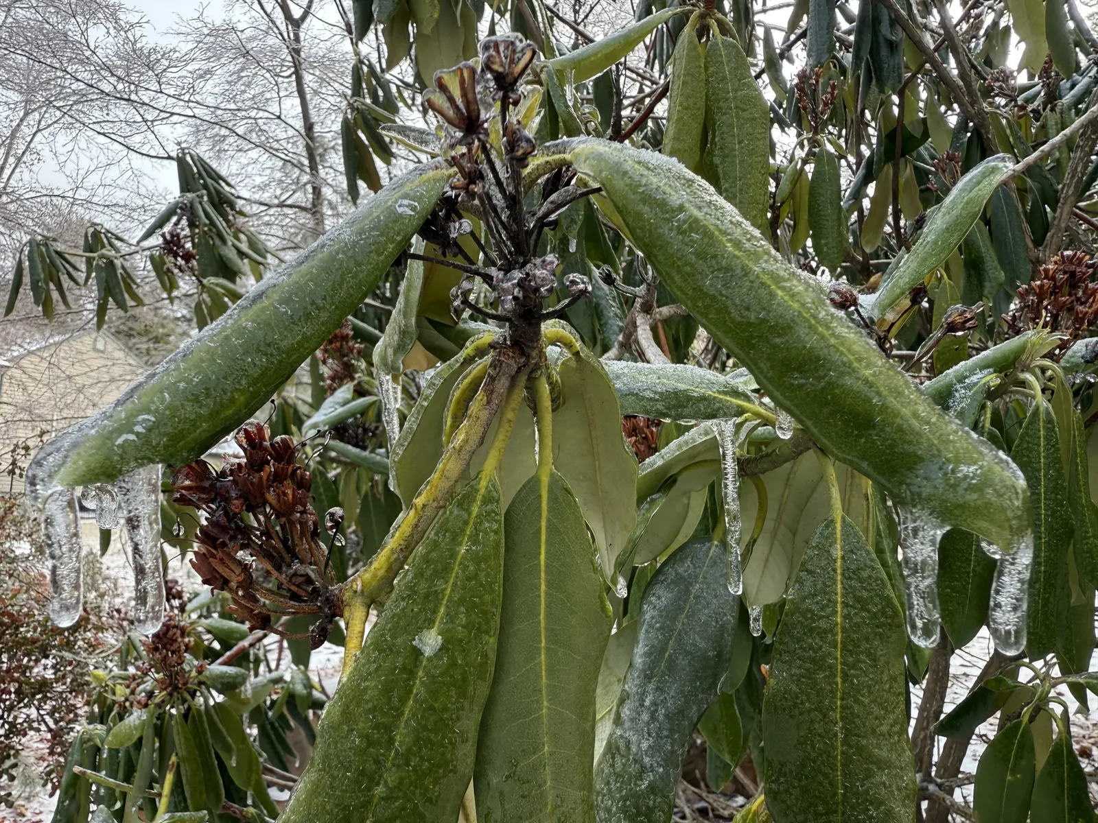 Rosebay Rhododendron (Rhododendron Maximum) — In the late spring to early summer; admired for its large clusters of white to pale pink blooms in late spring to