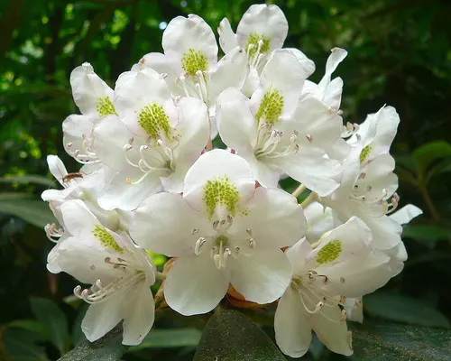 Rosebay Rhododendron (Rhododendron Maximum) — acidic soil with a pH range of 4.5 to 6.0; broadleaf evergreen / shrub for half or shade