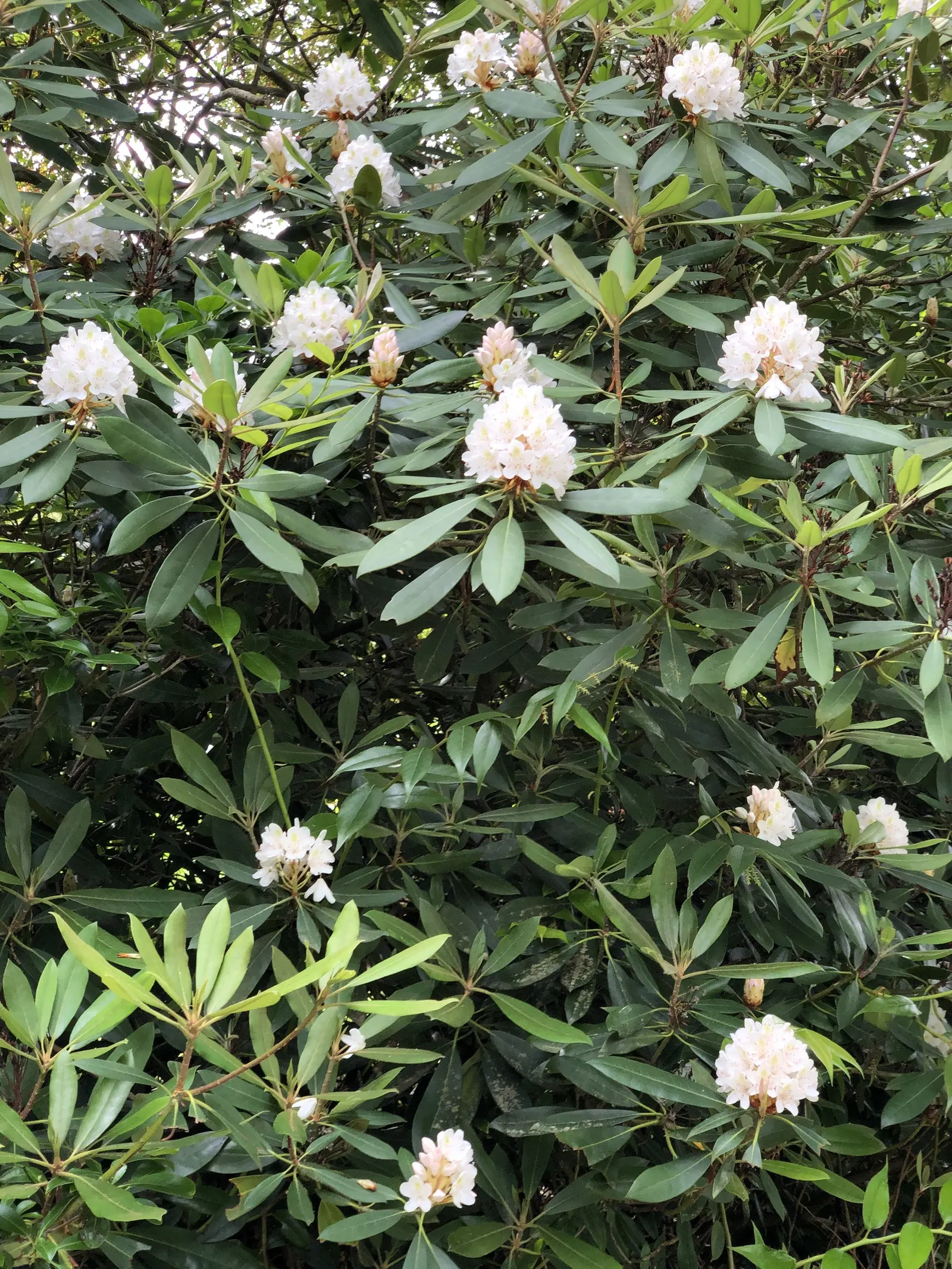 Rosebay Rhododendron (Rhododendron Maximum) — In the late spring to early summer; admired for its large clusters of white to pale pink blooms in, image 100