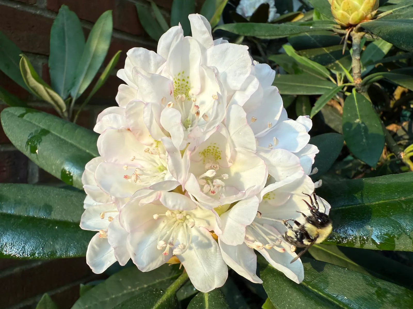 Rosebay Rhododendron (Rhododendron Maximum) — This majestic plant can attain impressive heights ranging from 5 to 15 feet; making it well-suited as, image 64