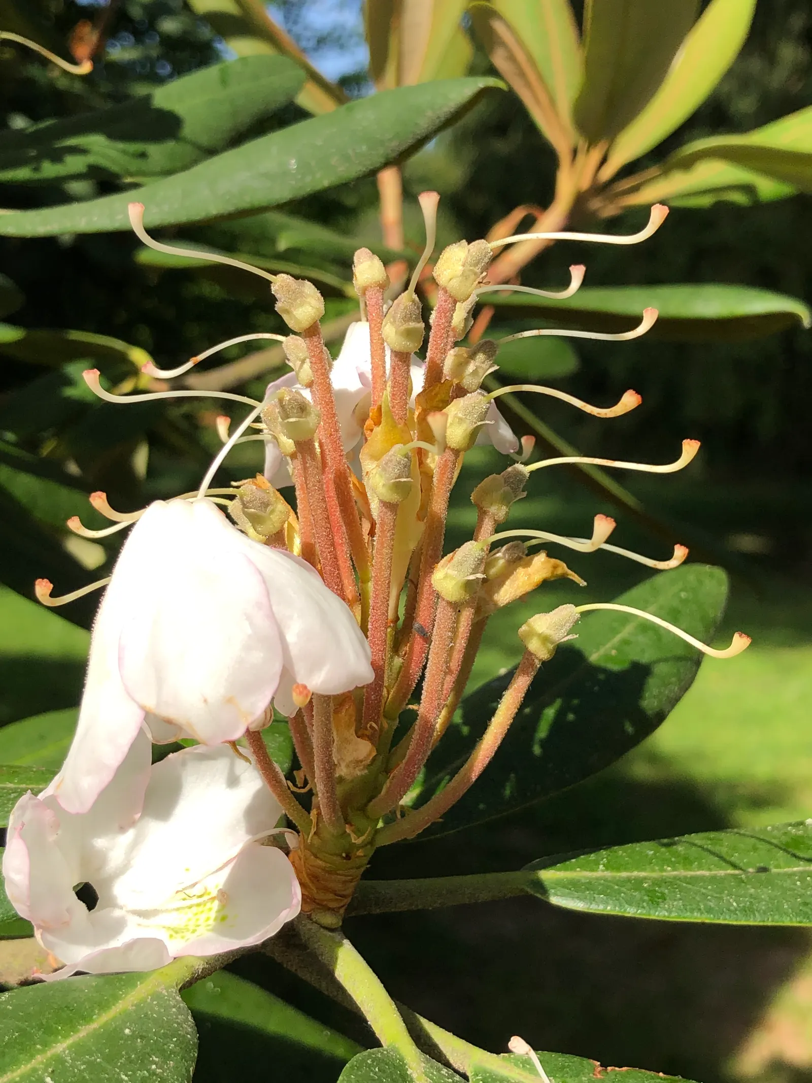 Rosebay Rhododendron (Rhododendron Maximum) — with some specimens stretching up to 30 feet under optimal conditions