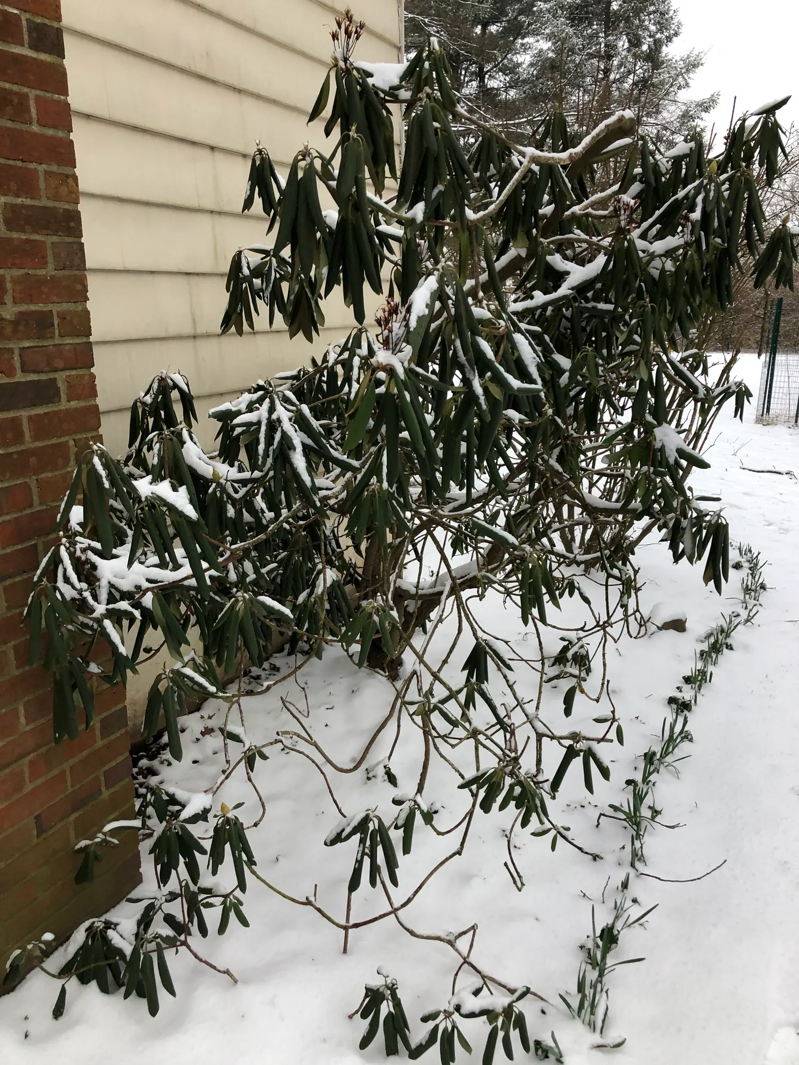 Rosebay Rhododendron (Rhododendron Maximum) — or as an effective privacy screen