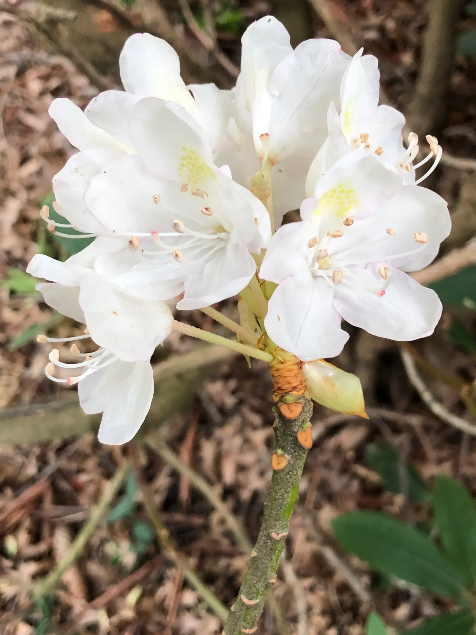 Rosebay Rhododendron (Rhododendron Maximum) — This majestic plant can attain impressive heights ranging from 5 to 15 feet; making it well-suited as a specimen