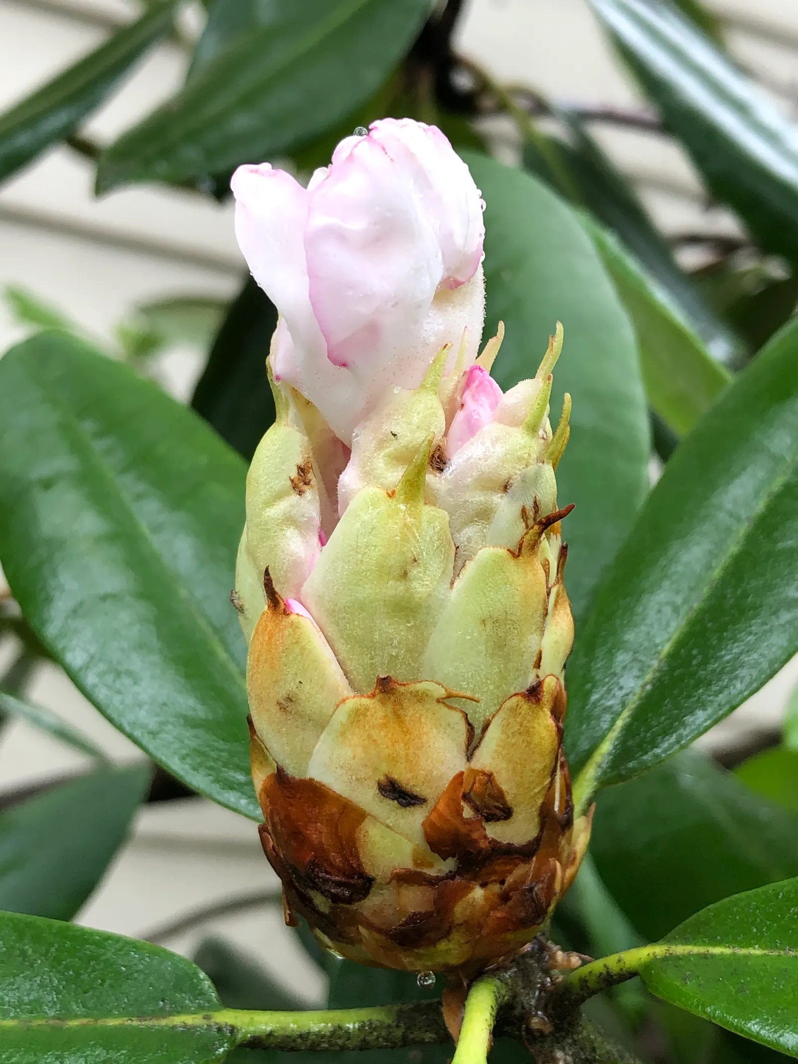 Rosebay Rhododendron (Rhododendron Maximum) — demonstrating impressive resilience in cooler climates; this majestic plant can attain impressive, image 80