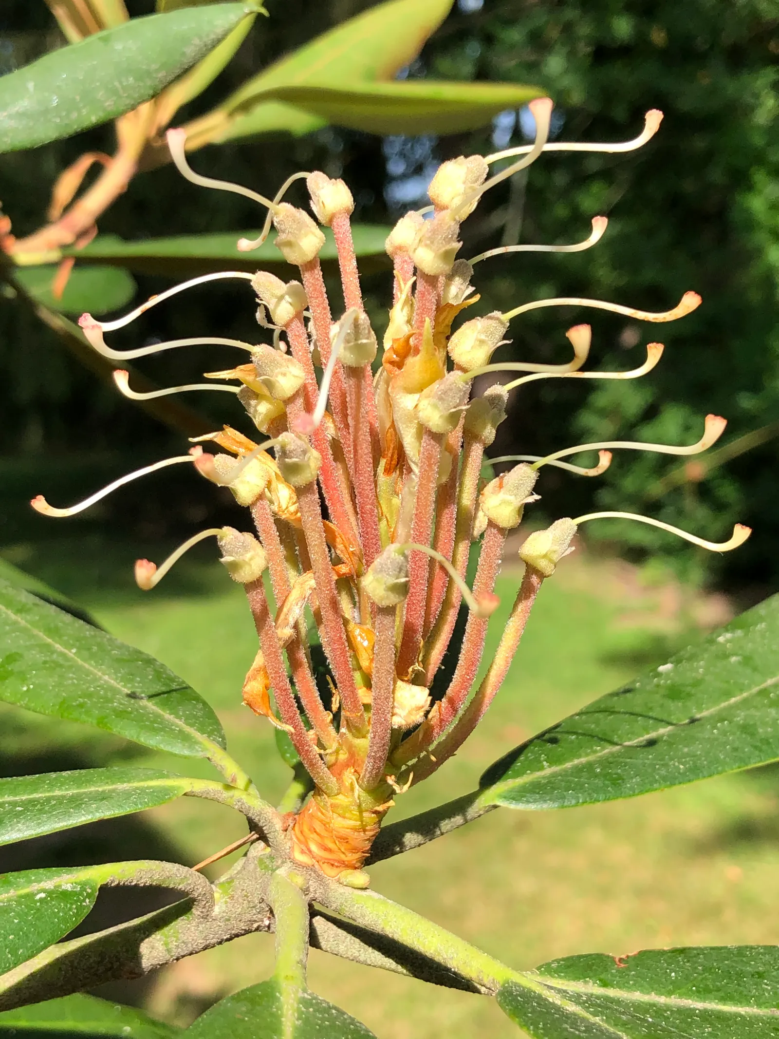 Rosebay Rhododendron (Rhododendron Maximum) — Ideal for mass plantings, woodland gardens, or as a specimen plant; this species is notably, image 91
