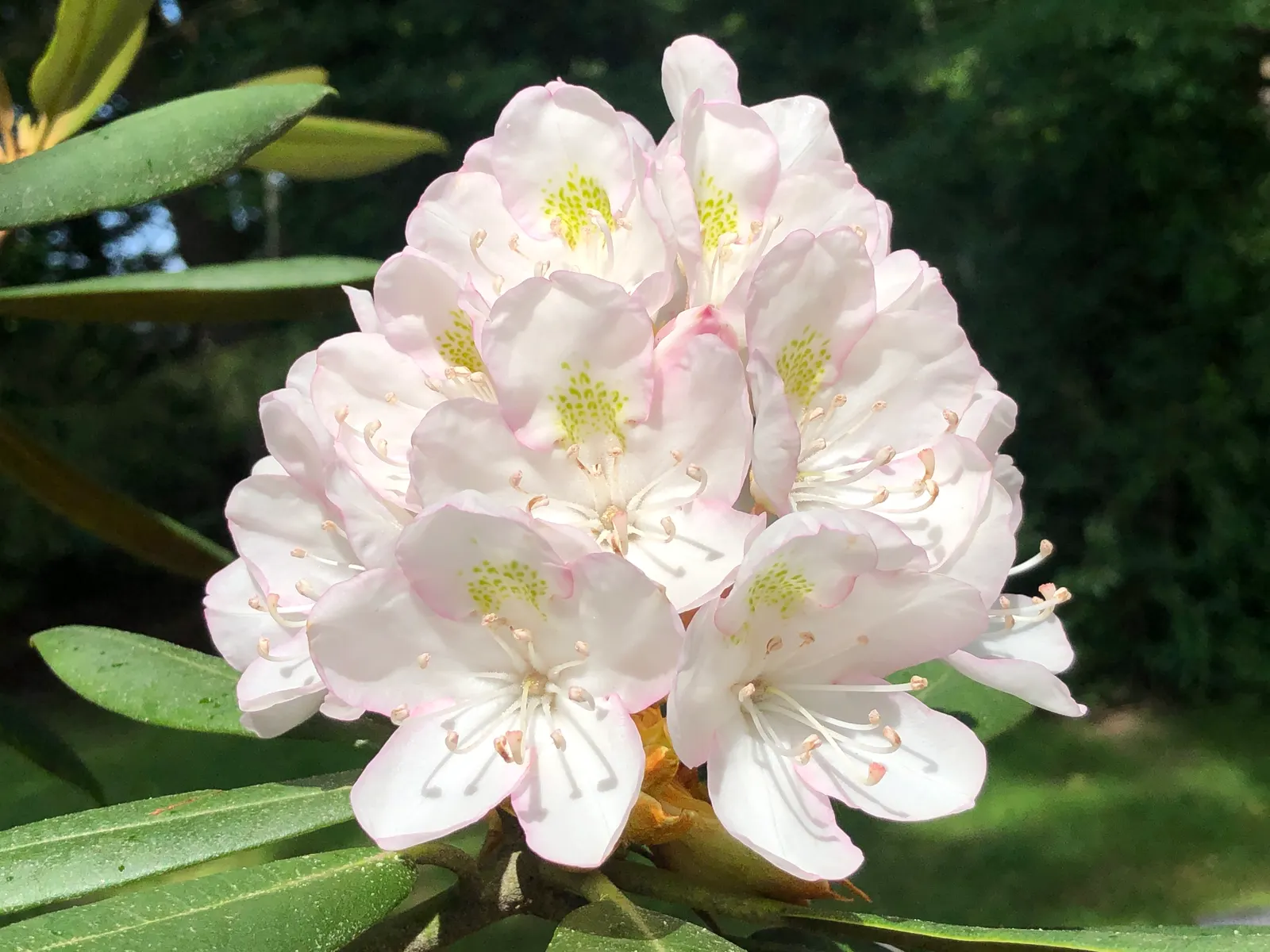 Rosebay Rhododendron (Rhododendron Maximum) — Glossy, leathery leaves can reach 4-8 inches long, adding year-round interest; integrate organic, image 90