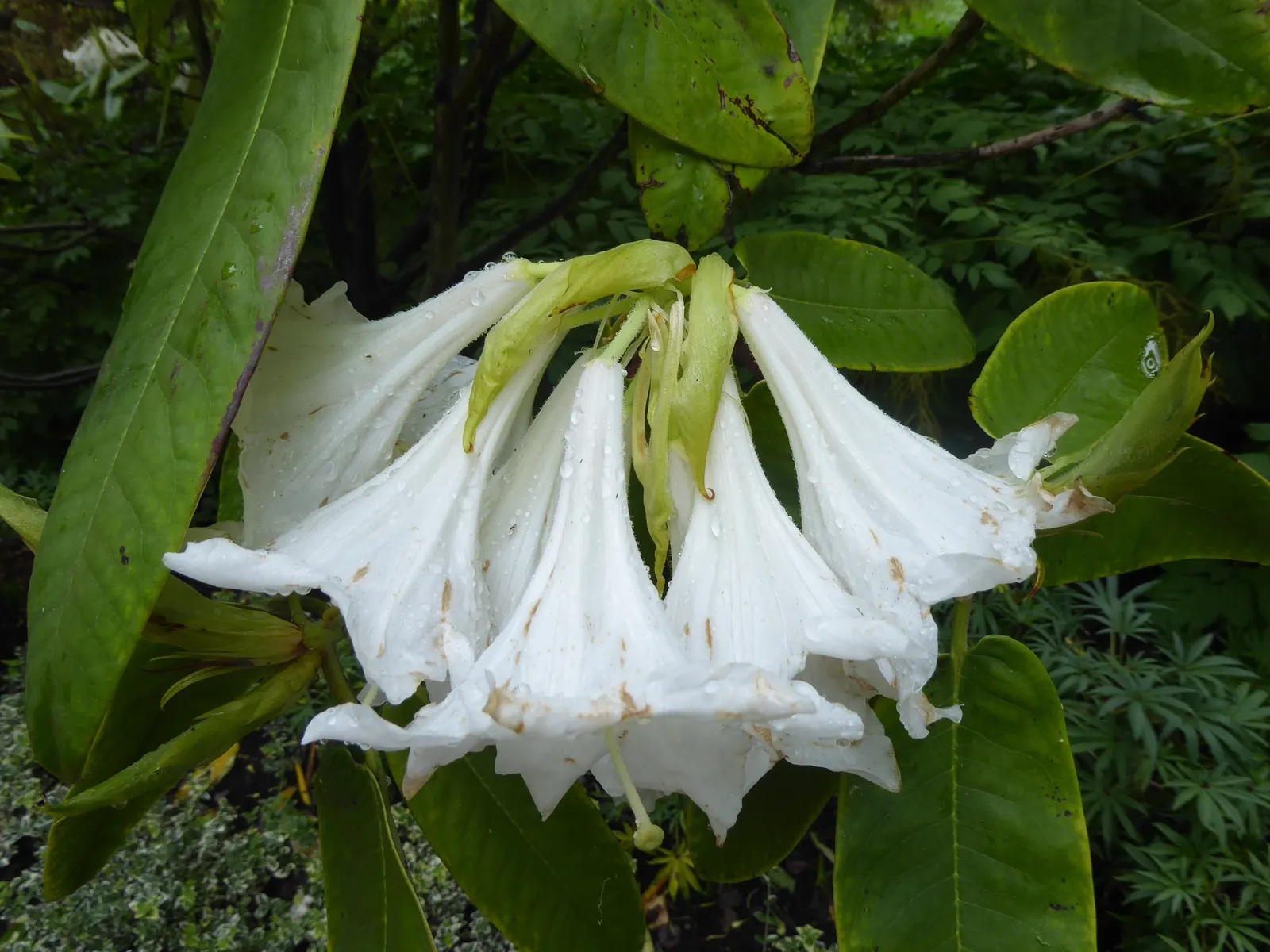 Rosebay Rhododendron (Rhododendron Maximum) — it thrives in partial to full shade; demonstrating impressive resilience in cooler climates, image 74