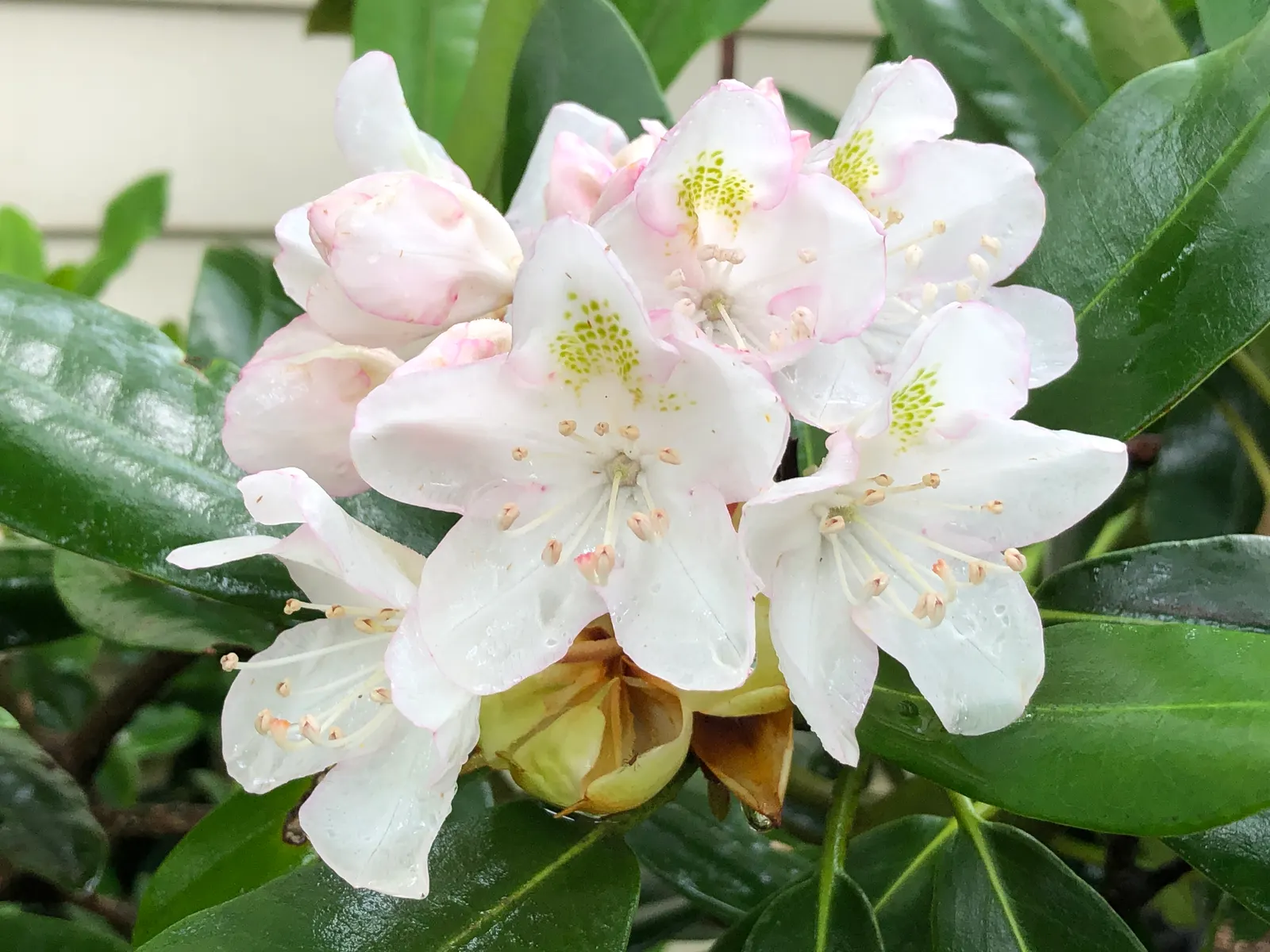 Rosebay Rhododendron (Rhododendron Maximum) — making it well-suited as a specimen plant; this Rhododendron requires ample space for growth, image 97