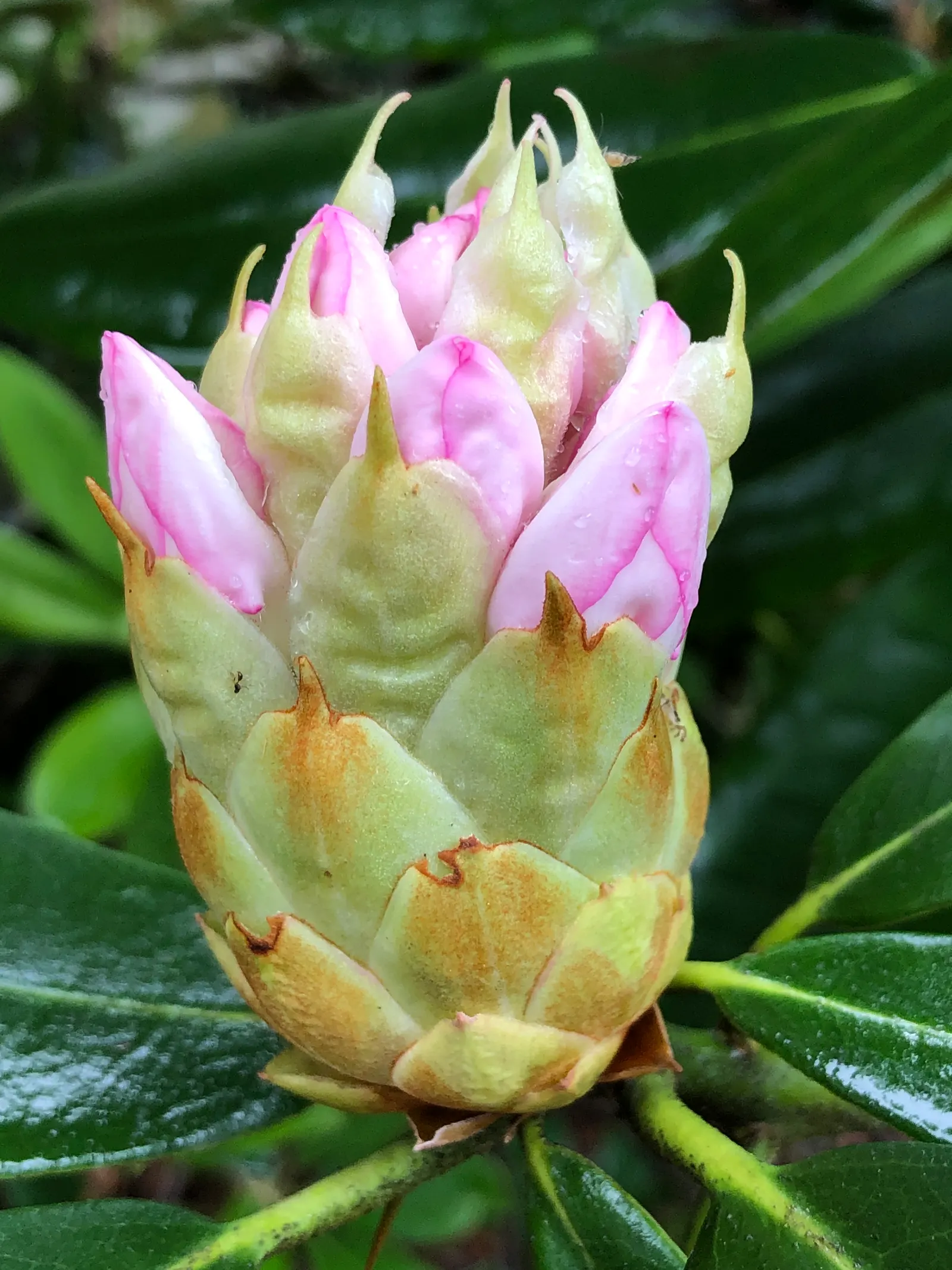 Rosebay Rhododendron (Rhododendron Maximum) — with some specimens stretching up to 30 feet under optimal conditions; acidic soil with a pH range of, image 65