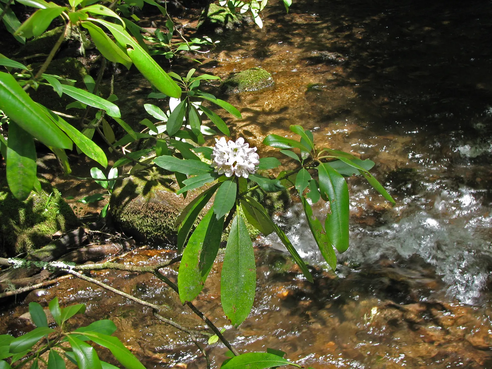 Rosebay Rhododendron (Rhododendron Maximum) — particularly in the initial stages post-planting to encourage establishment; after which; with cold, image 82