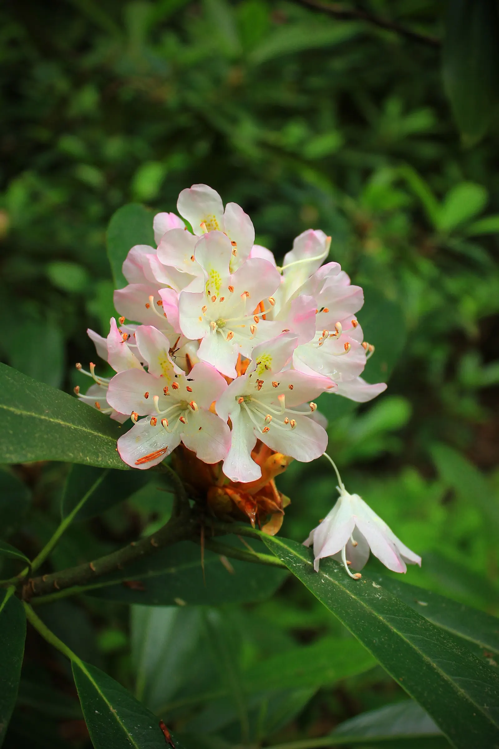 Rosebay Rhododendron (Rhododendron Maximum) — This majestic plant can attain impressive heights ranging from 5 to 15 feet