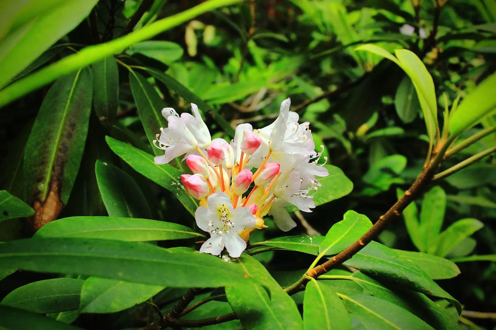 Rosebay Rhododendron (Rhododendron Maximum) — in mass plantings for a stunning display; it thrives in partial to full shade