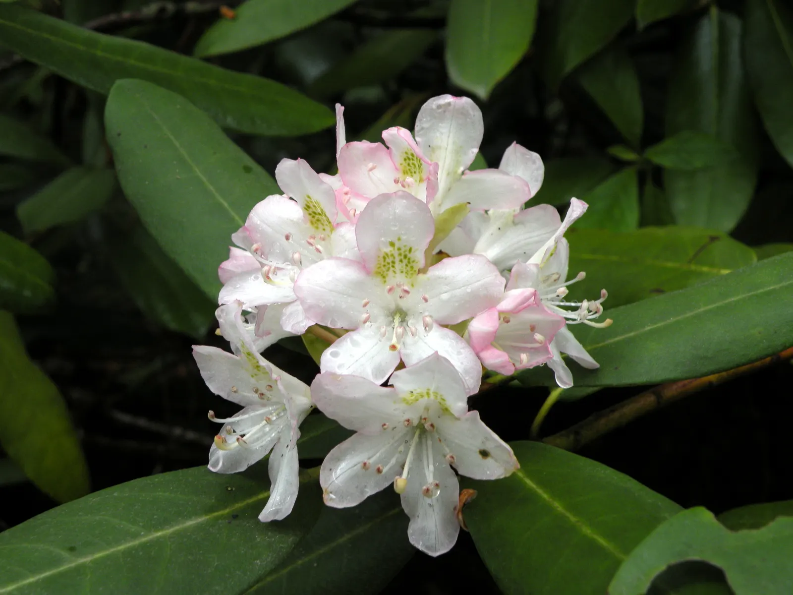 Rosebay Rhododendron (Rhododendron Maximum) — this species is notably low-maintenance