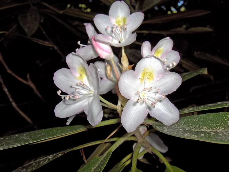 Rosebay Rhododendron (Rhododendron Maximum) — the Rosebay Rhododendron produces clusters of bell-shaped flowers; providing a commanding presence in any