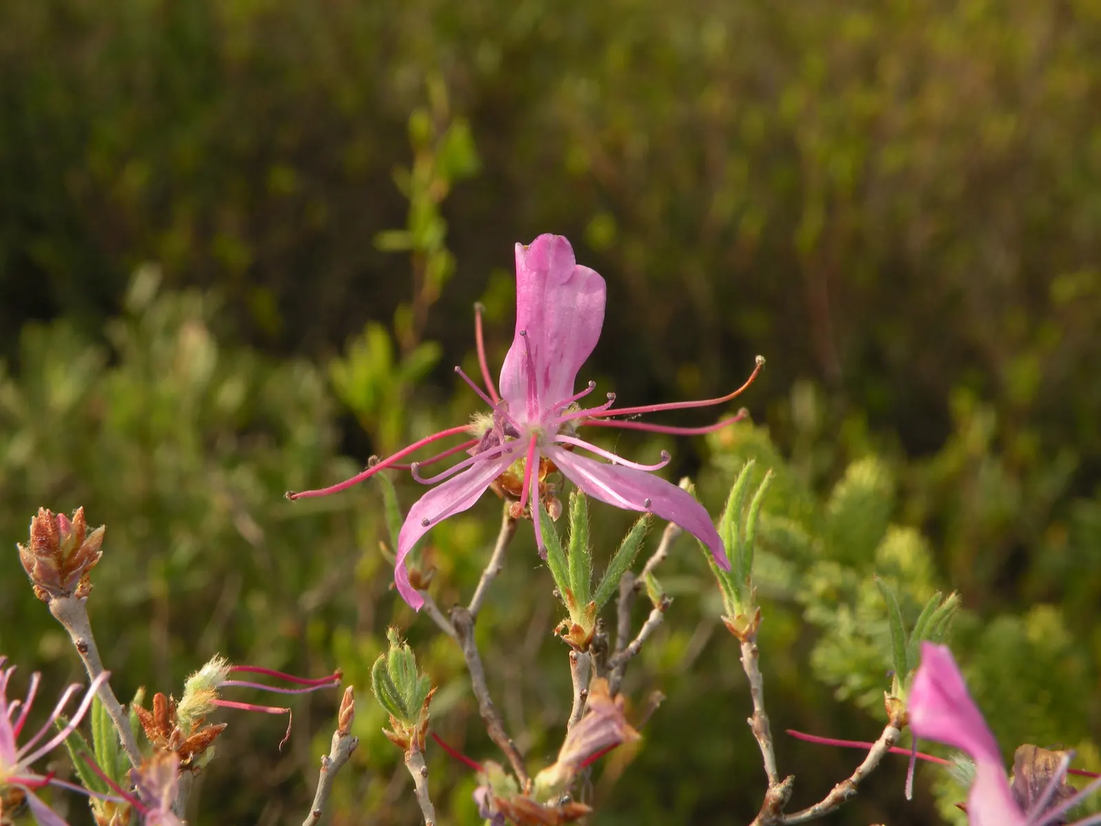 Rosebay Rhododendron (Rhododendron Maximum) — making it well-suited as a specimen plant