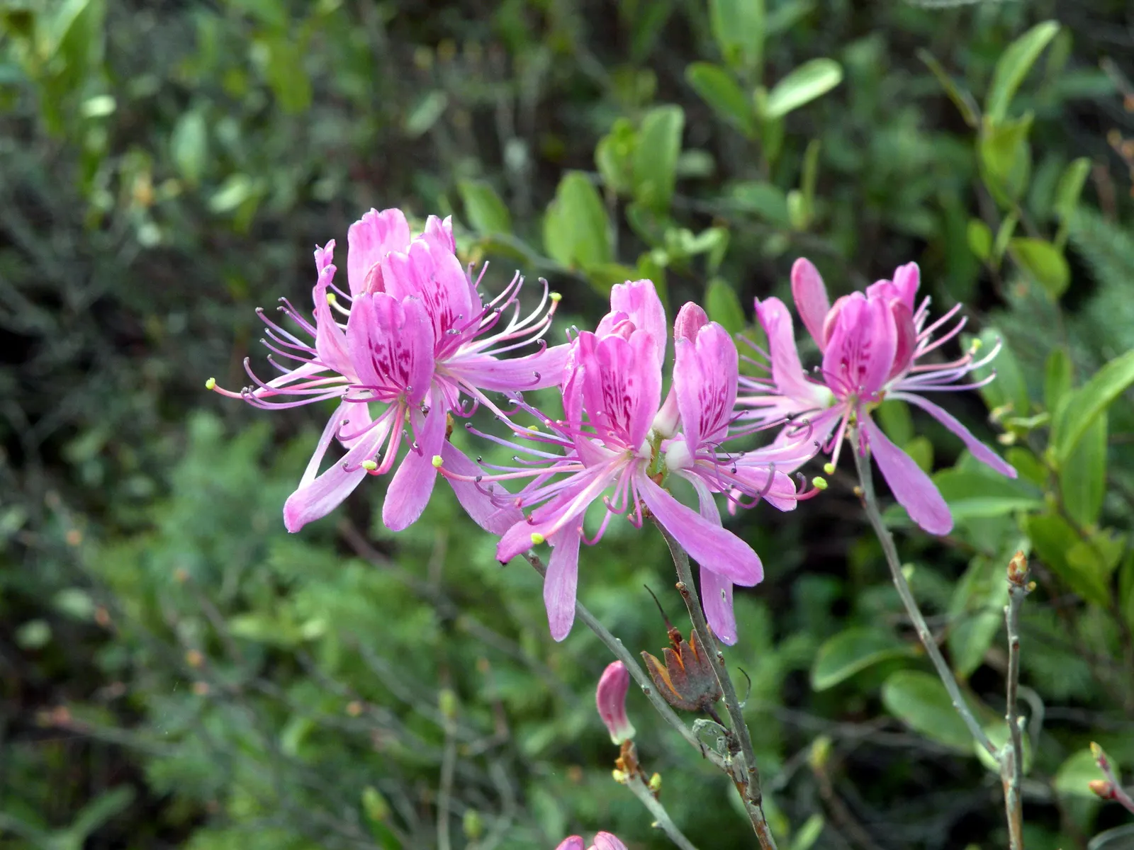 Rosebay Rhododendron (Rhododendron Maximum) — or as an effective privacy screen; be sure to provide adequate water, image 70