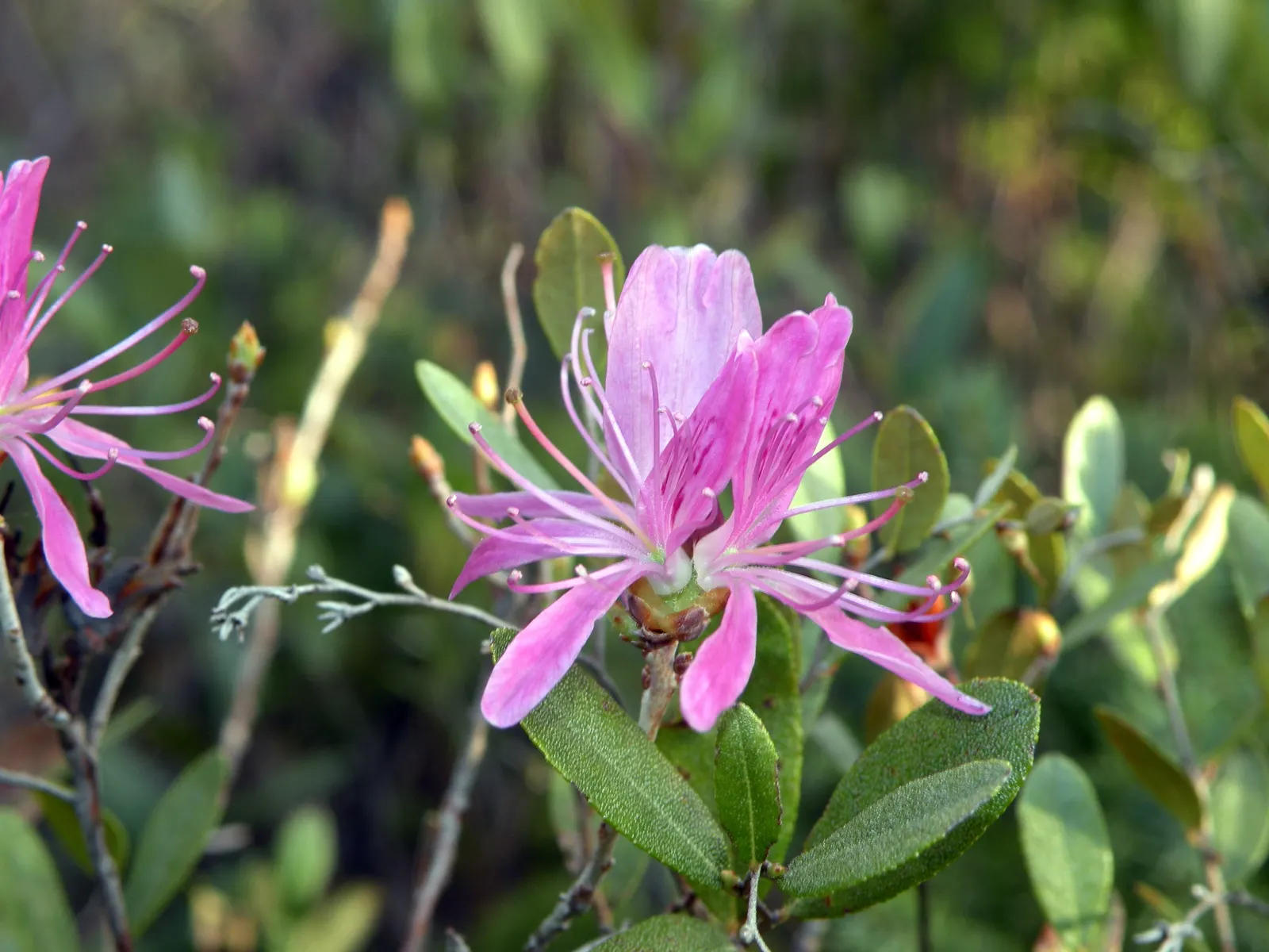 Rosebay Rhododendron (Rhododendron Maximum) — each up to 2 inches across, image 102