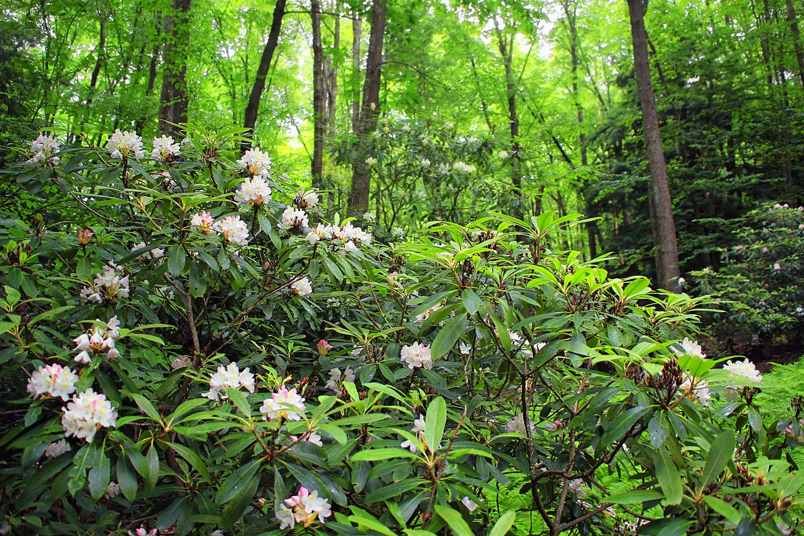 Rosebay Rhododendron (Rhododendron Maximum) — particularly in the initial stages post-planting to encourage establishment; after which