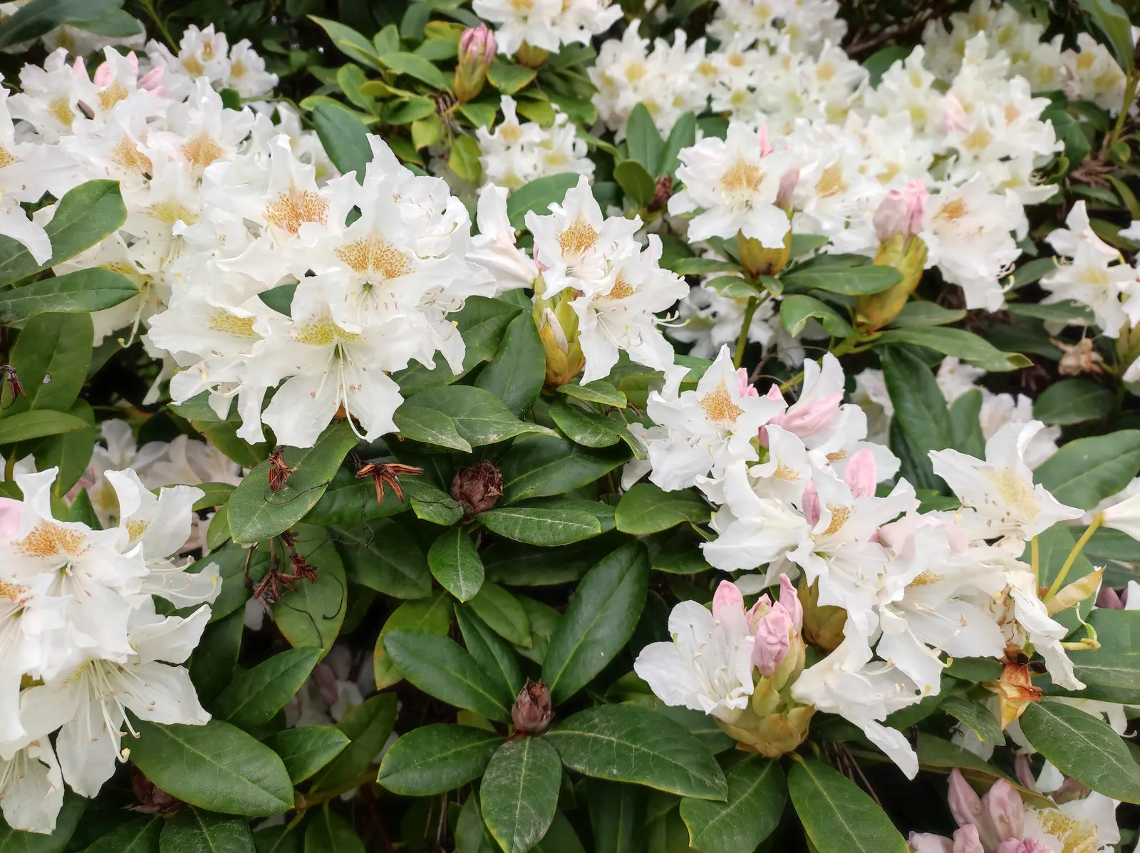 Rosebay Rhododendron (Rhododendron Maximum) — This majestic plant can attain impressive heights ranging from 5 to 15 feet; making it well-suited as, image 93