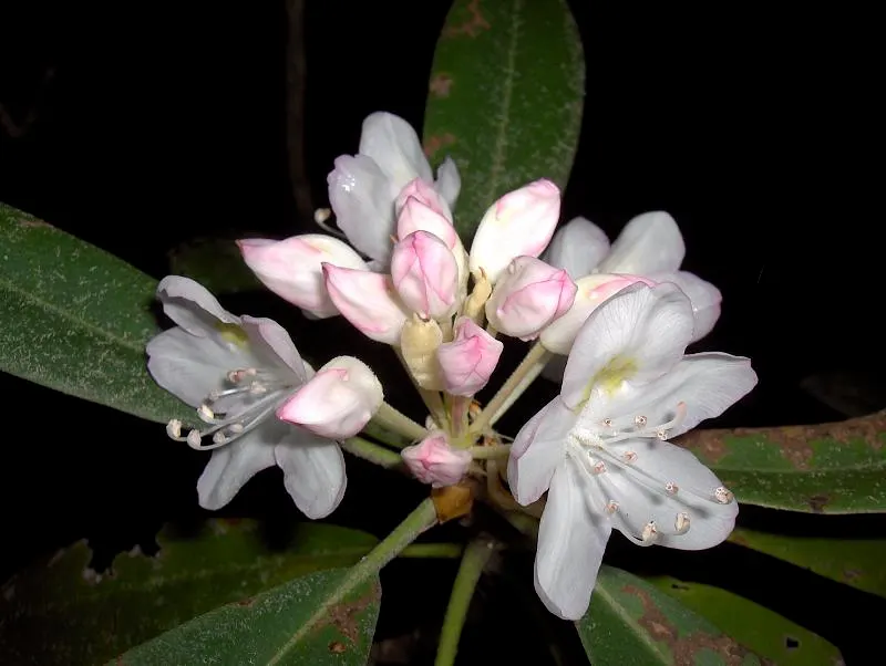 Rosebay Rhododendron (Rhododendron Maximum) — this Rhododendron requires ample space for growth; the plant thrives in partial shade with well-drained
