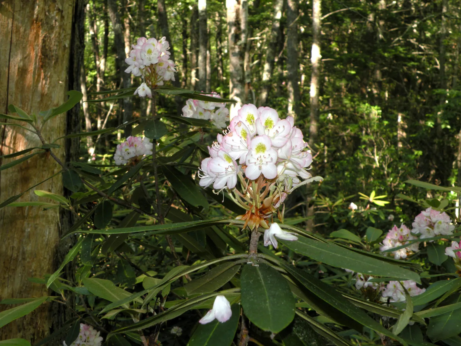 Rosebay Rhododendron (Rhododendron Maximum) — each up to 2 inches across, image 44