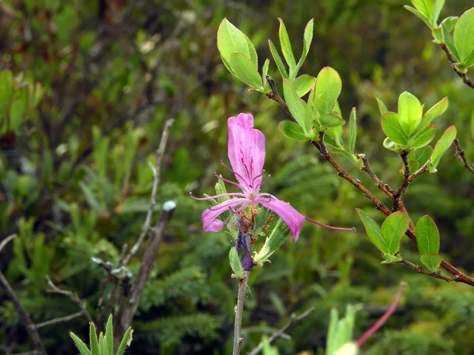 Rosebay Rhododendron (Rhododendron Maximum) — providing a commanding presence in any garden.<br><br>With an expansive spread of up to 12 feet, image 95