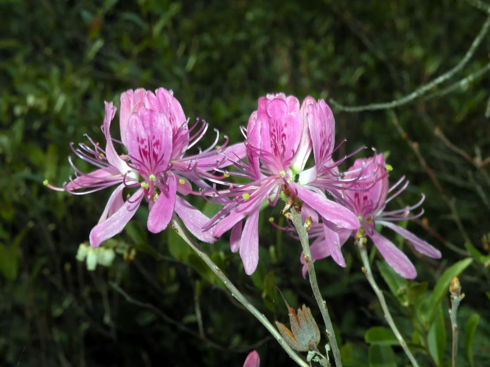 Rosebay Rhododendron (Rhododendron Maximum) — each up to 2 inches across